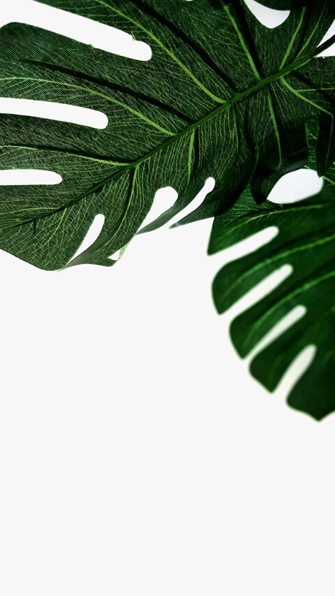 Monstera Leaves on White Background