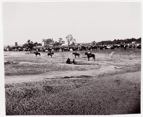 Historical Cattle Herd in Open Field