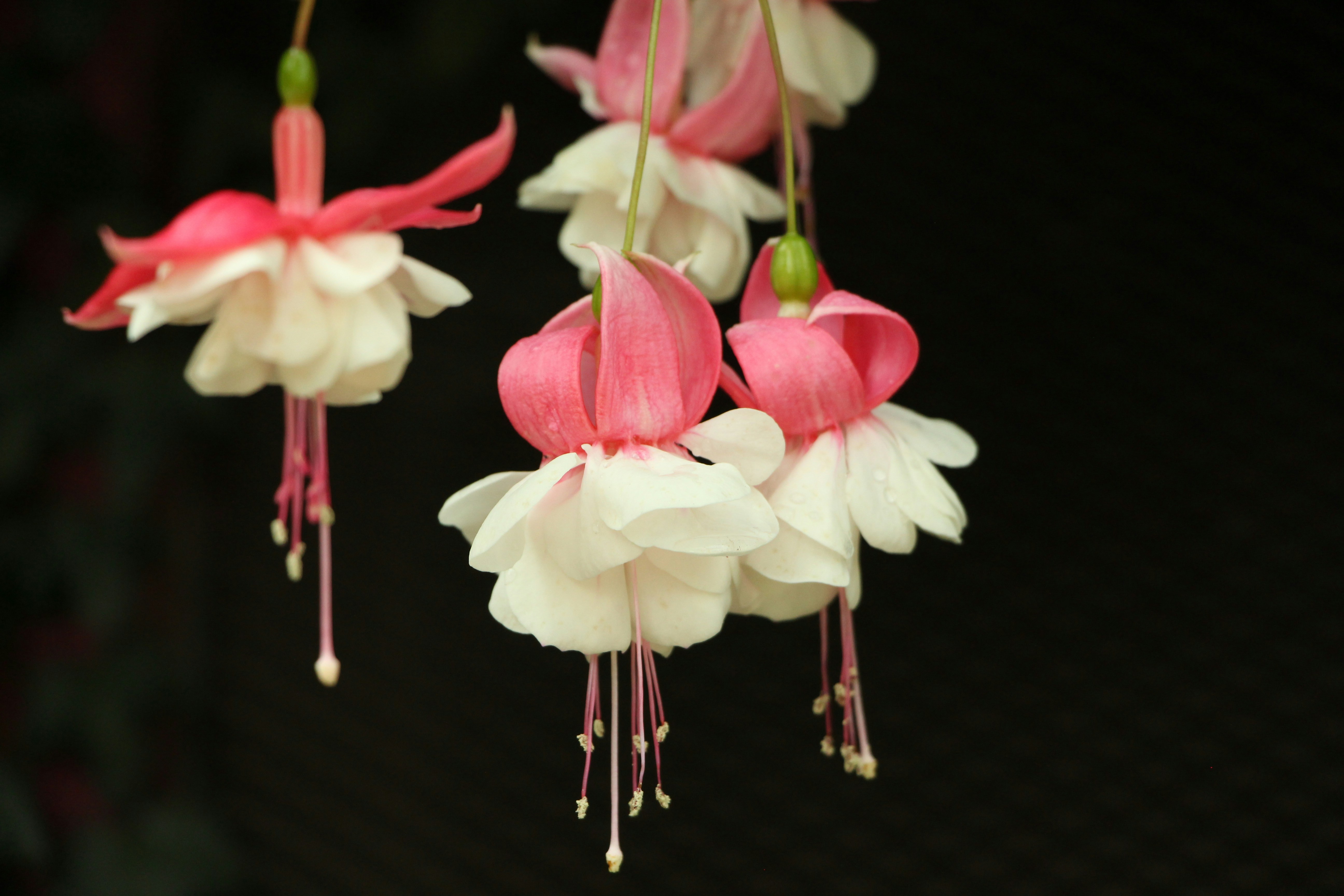 Hanging Pink White Fuchsia Flowers