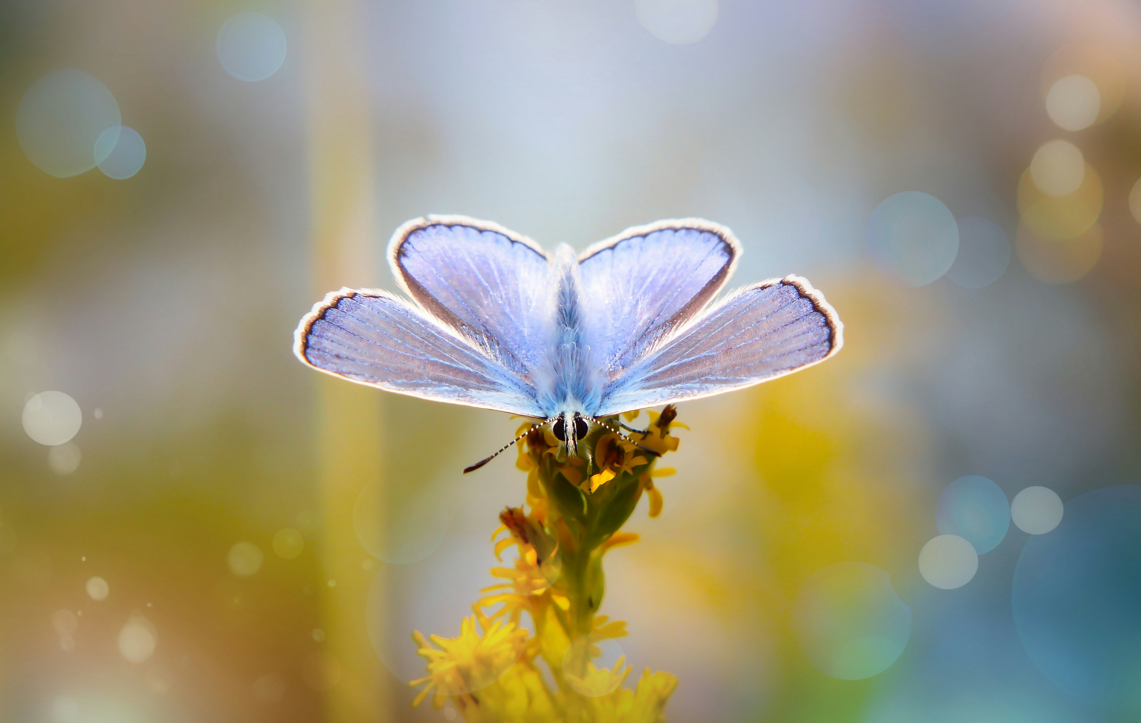Blue Butterfly Resting on Yellow Flower