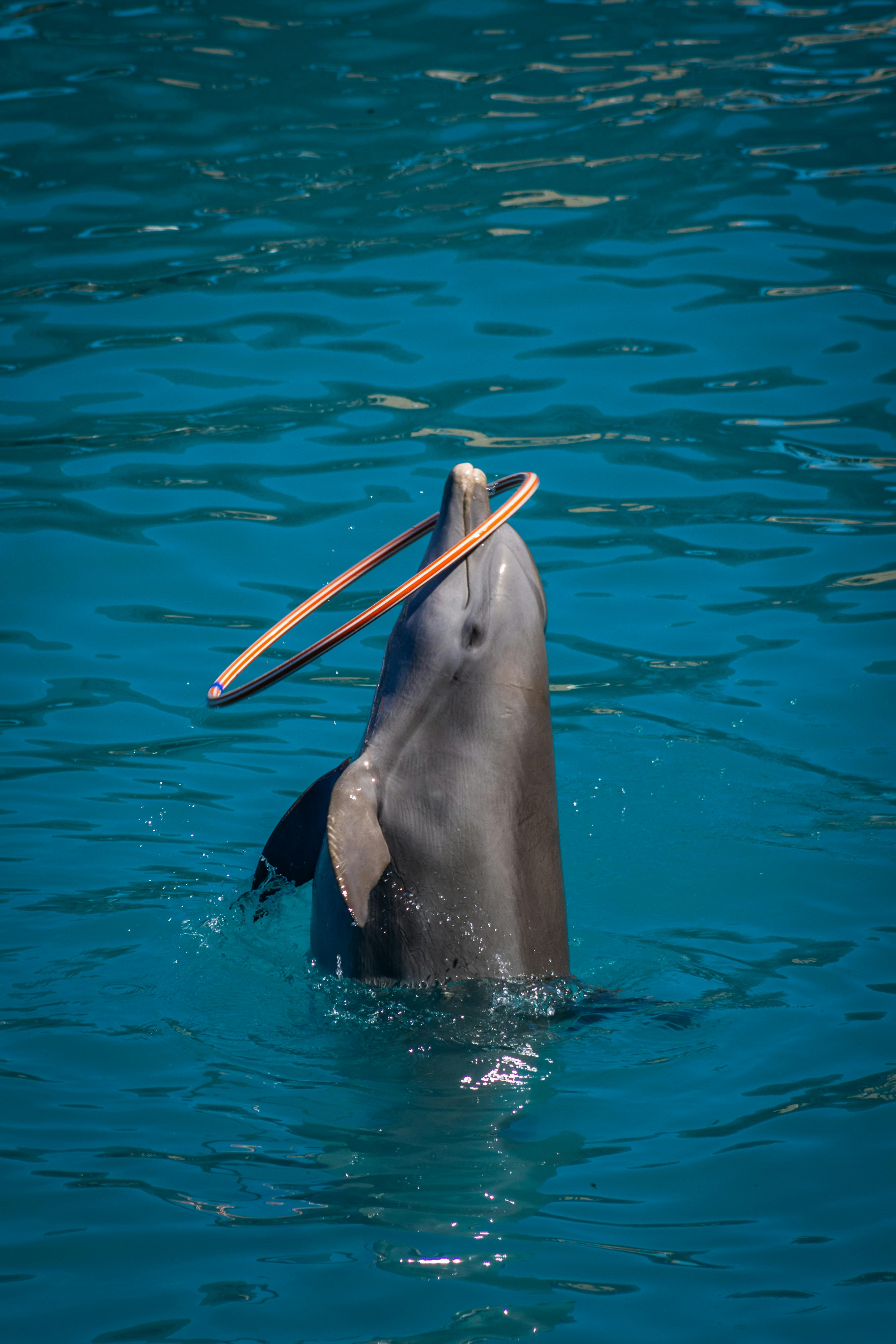 Dolphin Performing with Hula Hoop