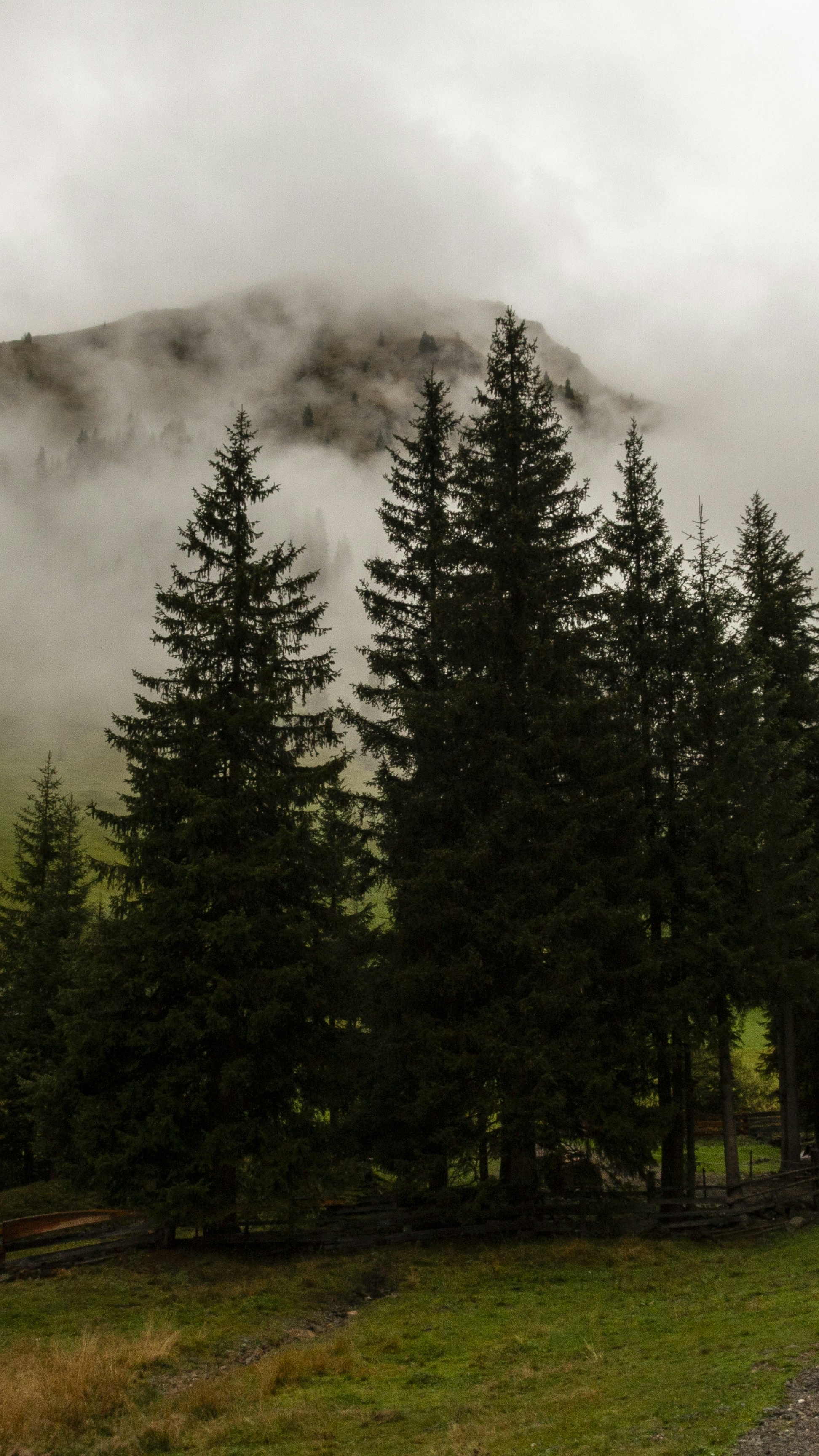 Foggy Mountain Pine Forest