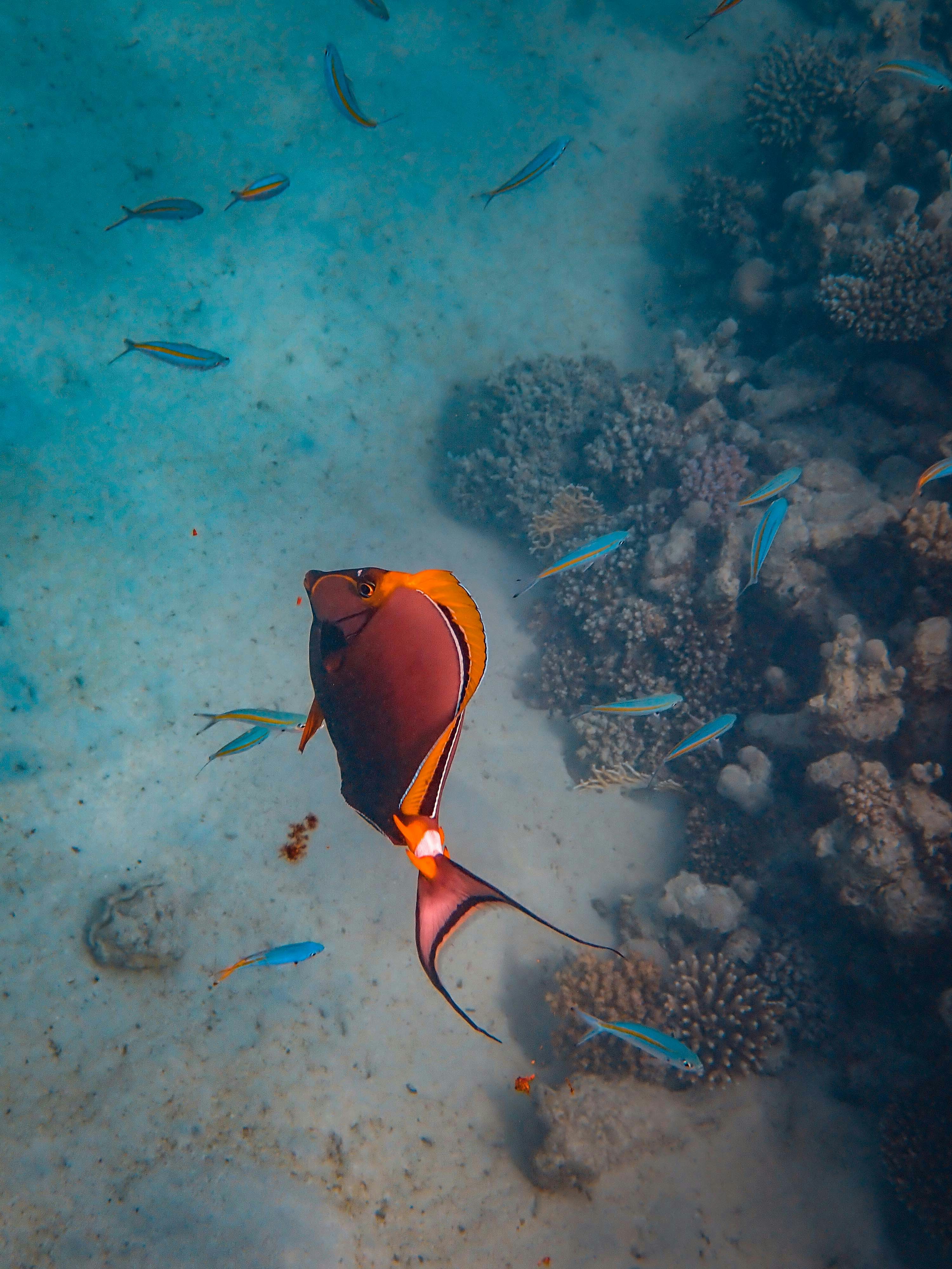 Underwater Tropical Fish on Coral Reef