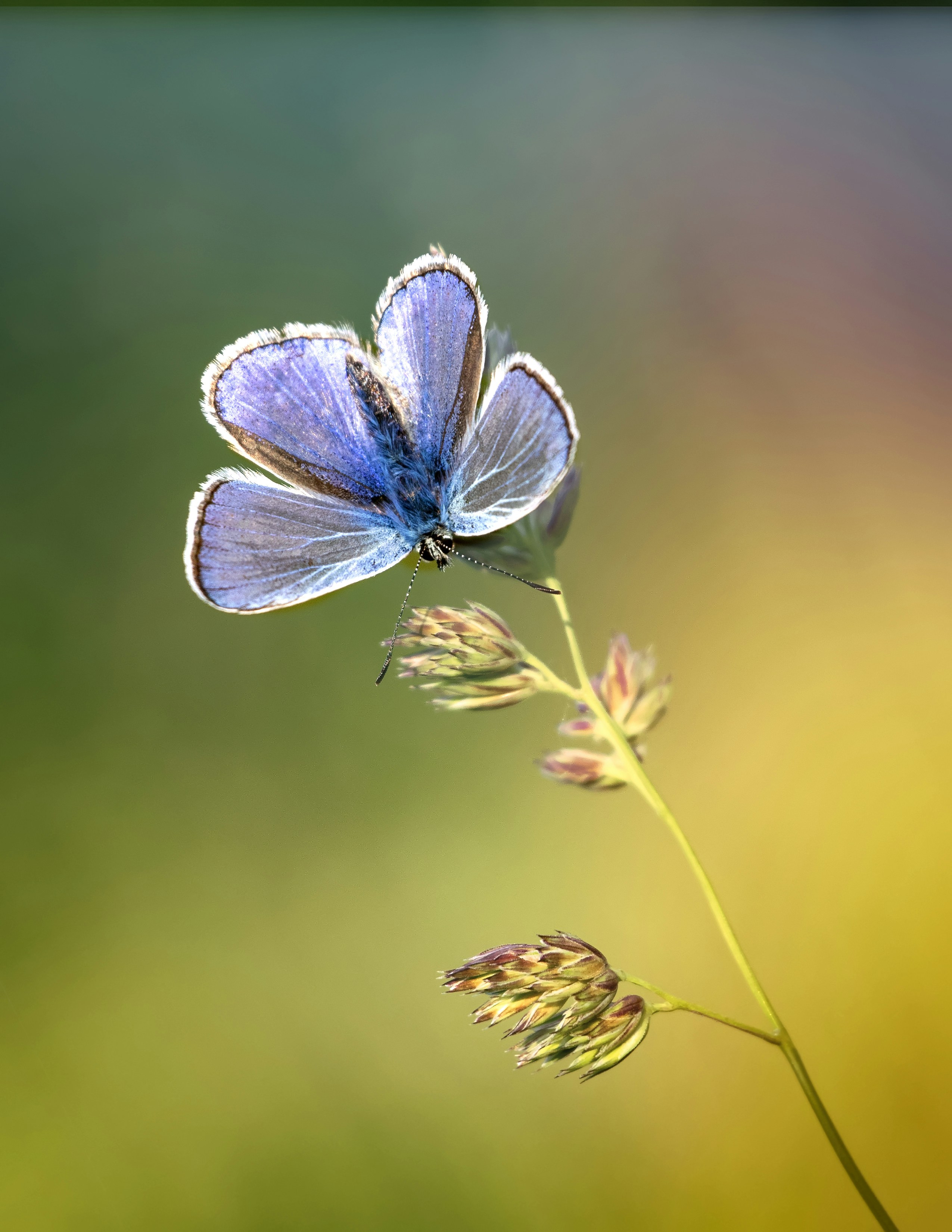 Blue Butterfly on Grass