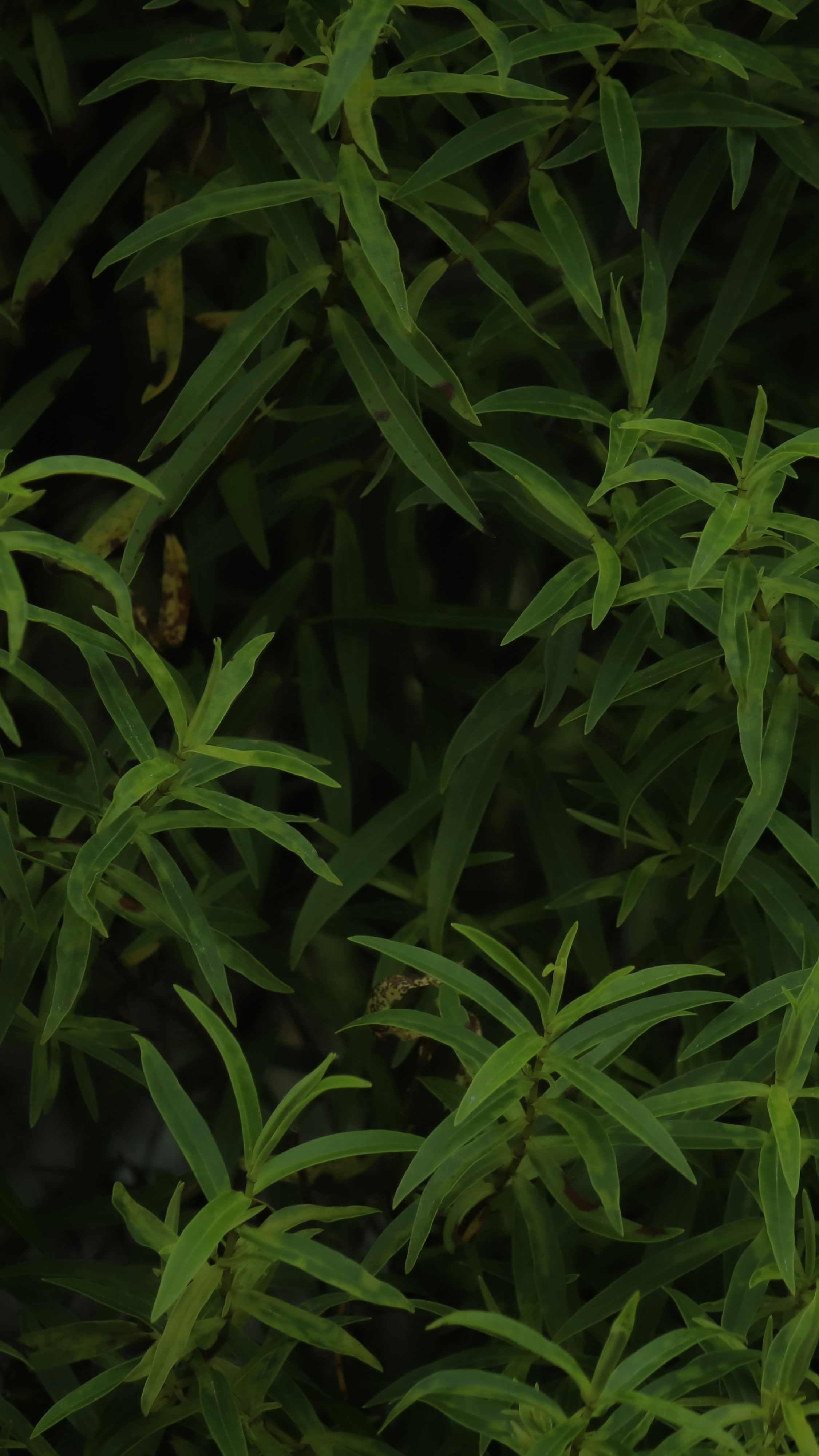 Dense Narrow Green Leaves