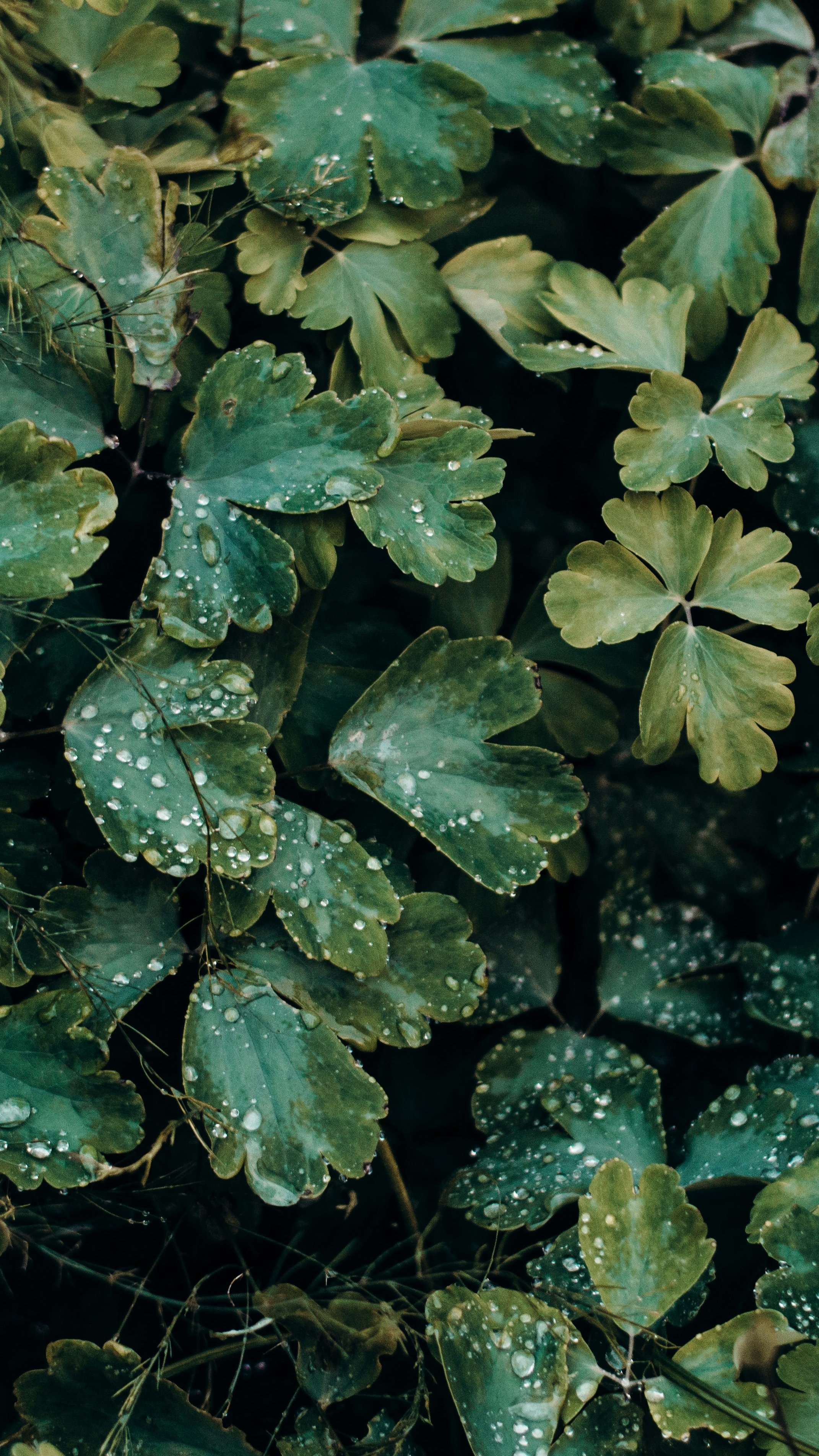 Wallpapers