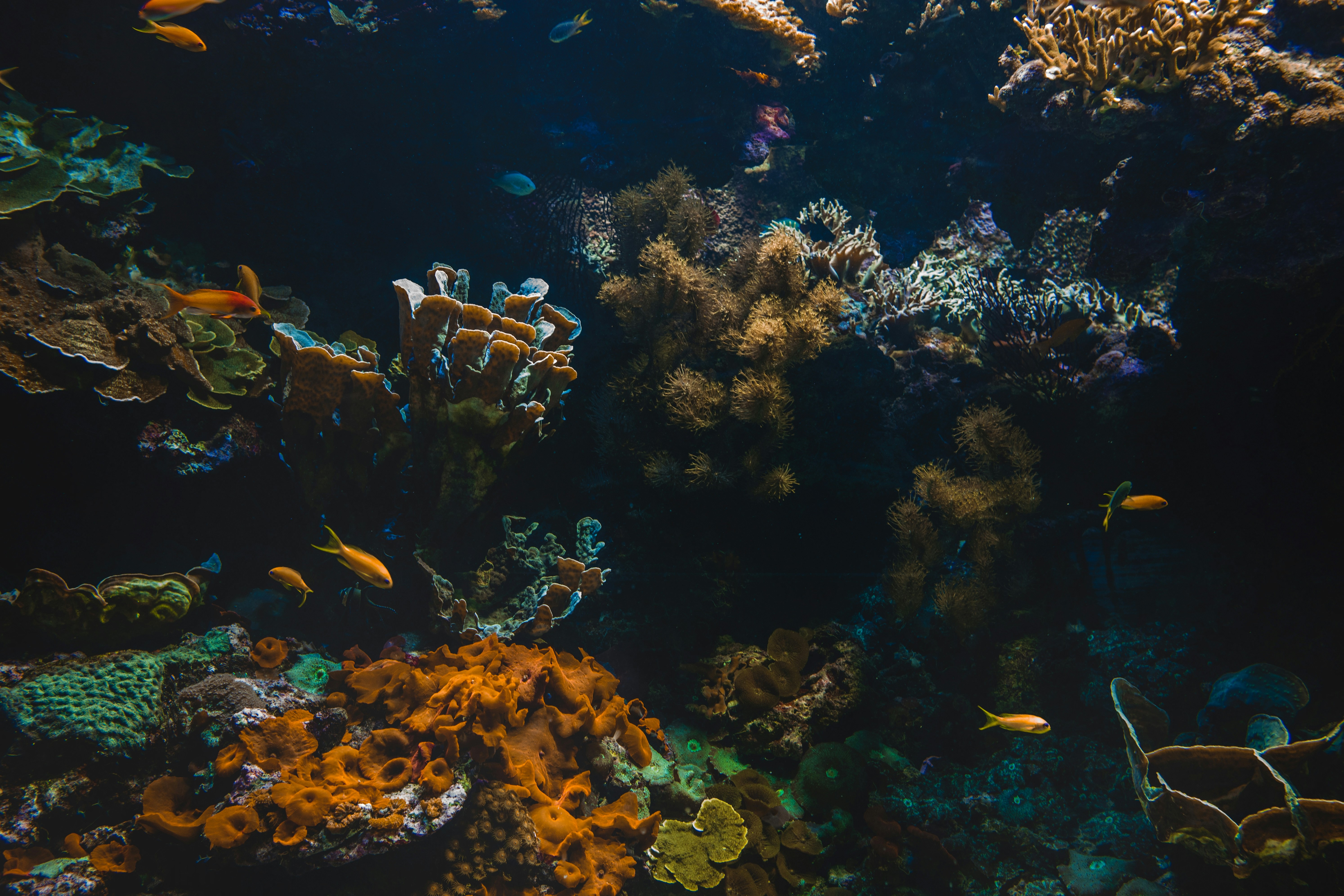 Underwater Coral Reef with Tropical Fish