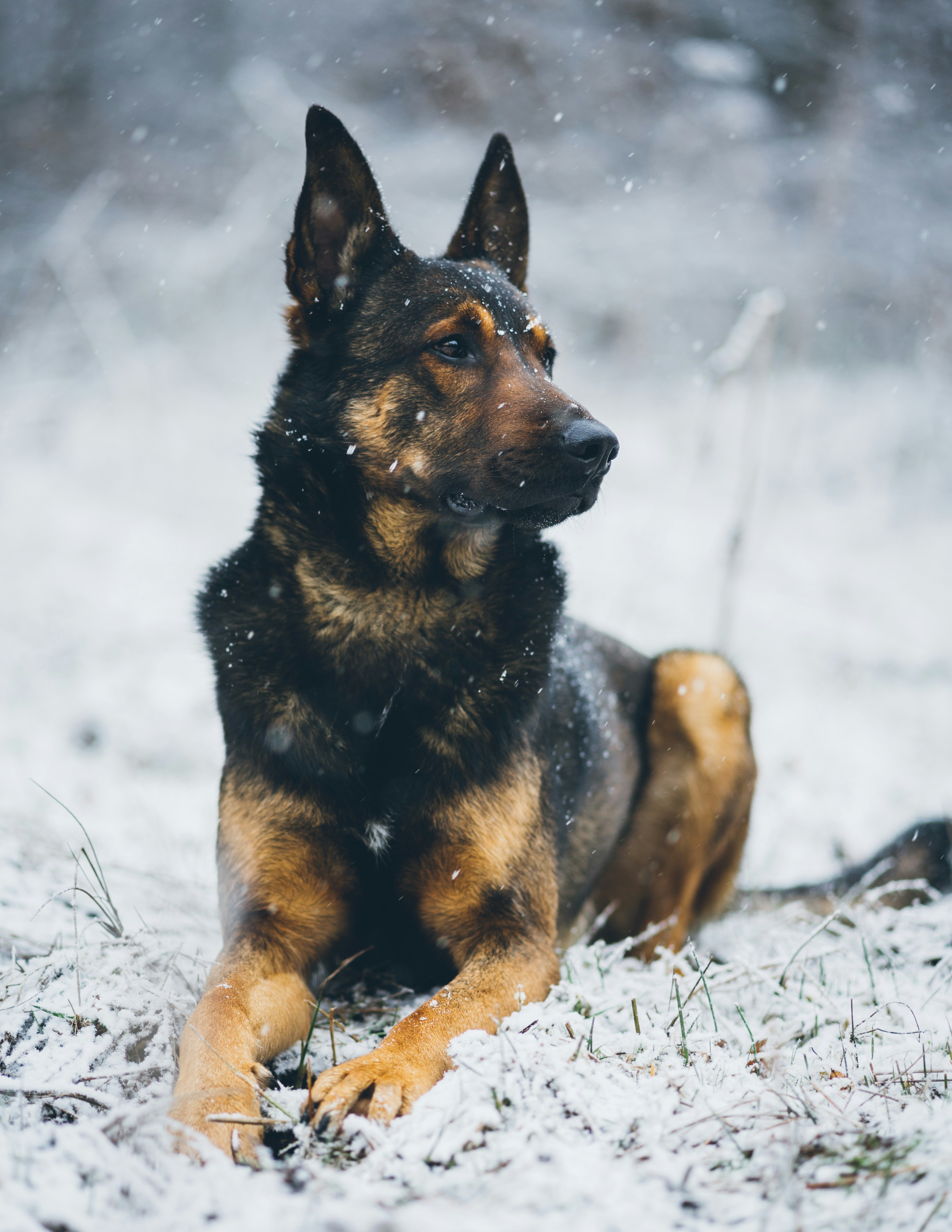 German Shepherd Resting in Snow