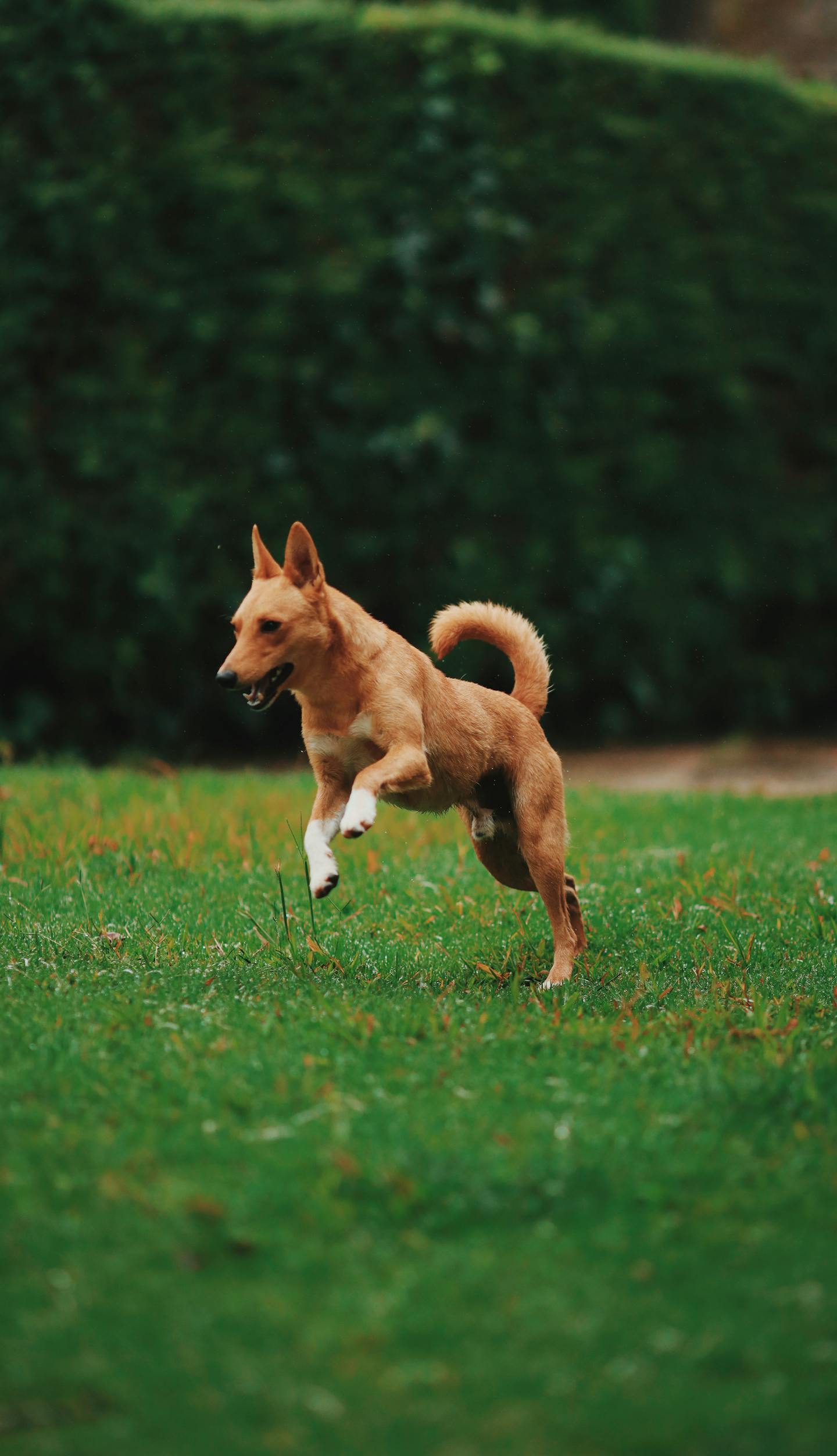 Tan Dog Running on Green Lawn
