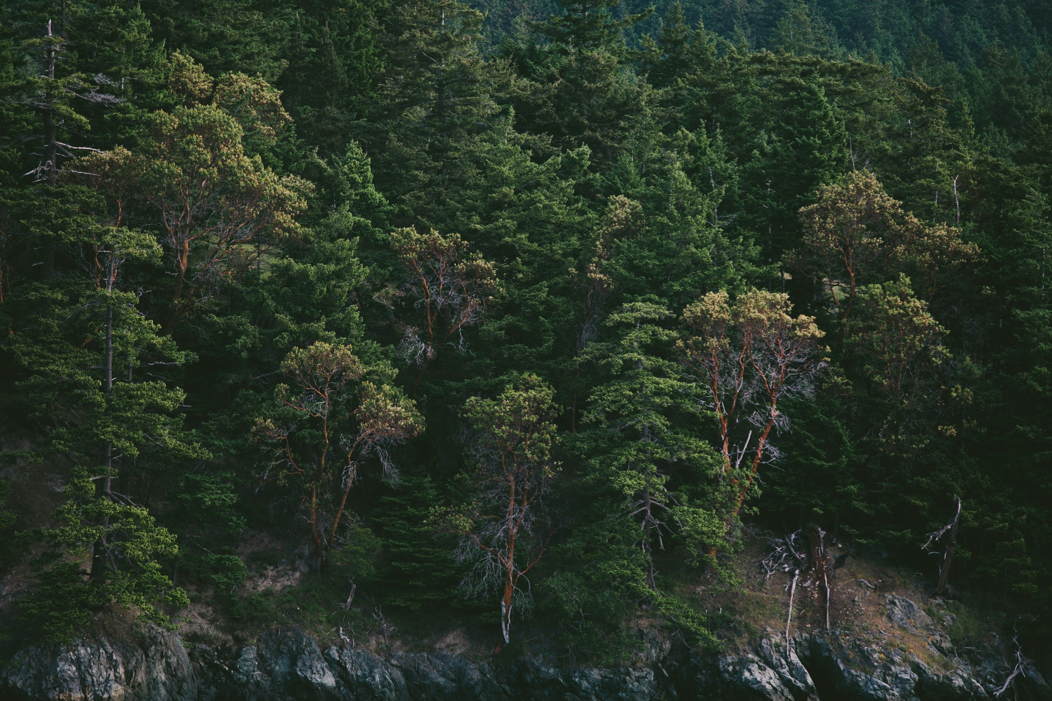 Rocky Cliffside Forest