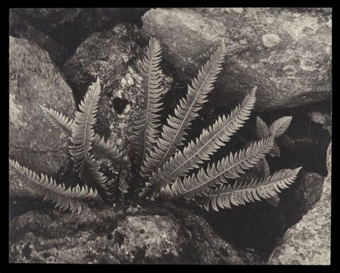 Fern Growing Between Rocks