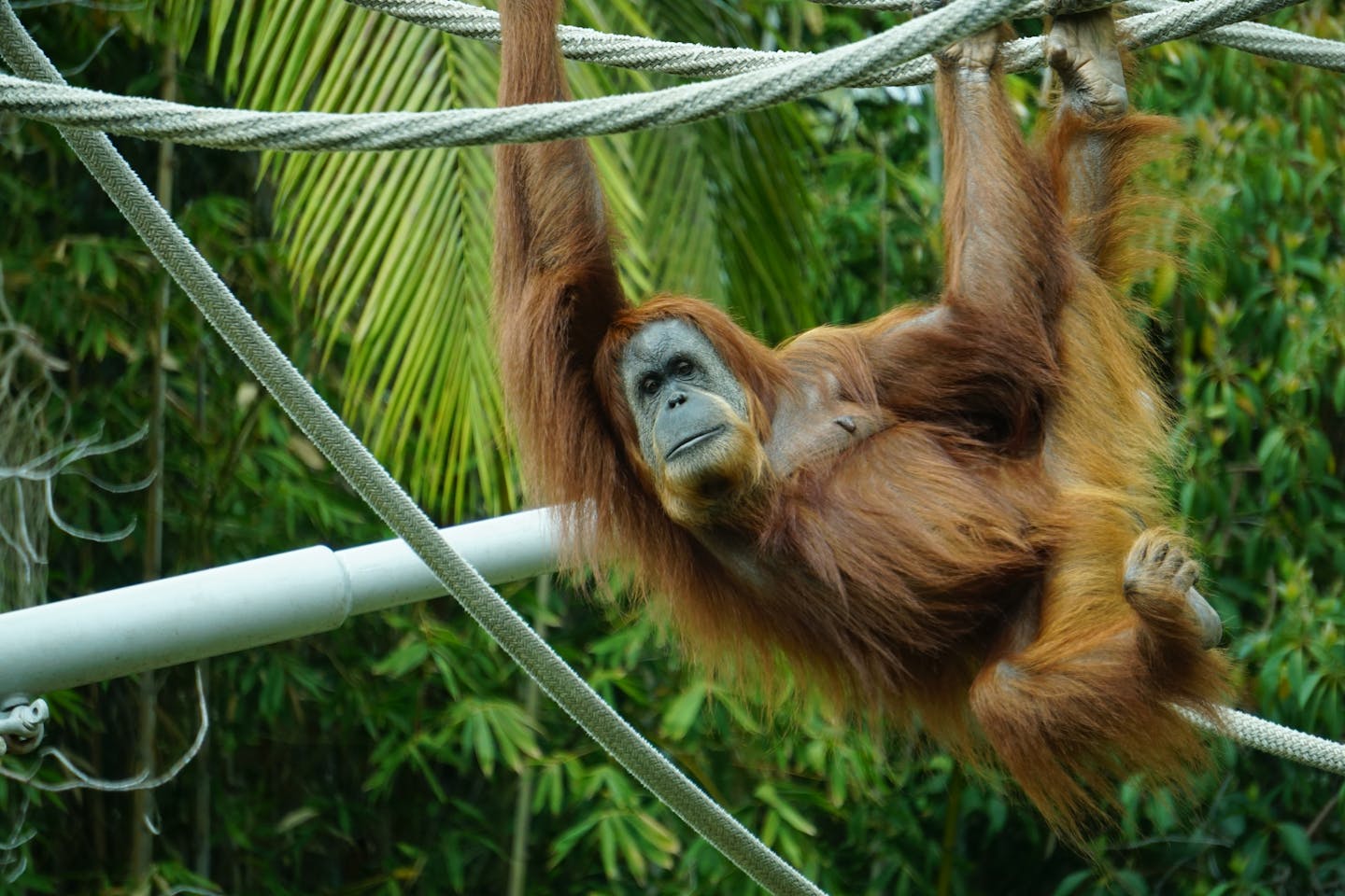 Orangutan Hanging From Ropes — Funny
