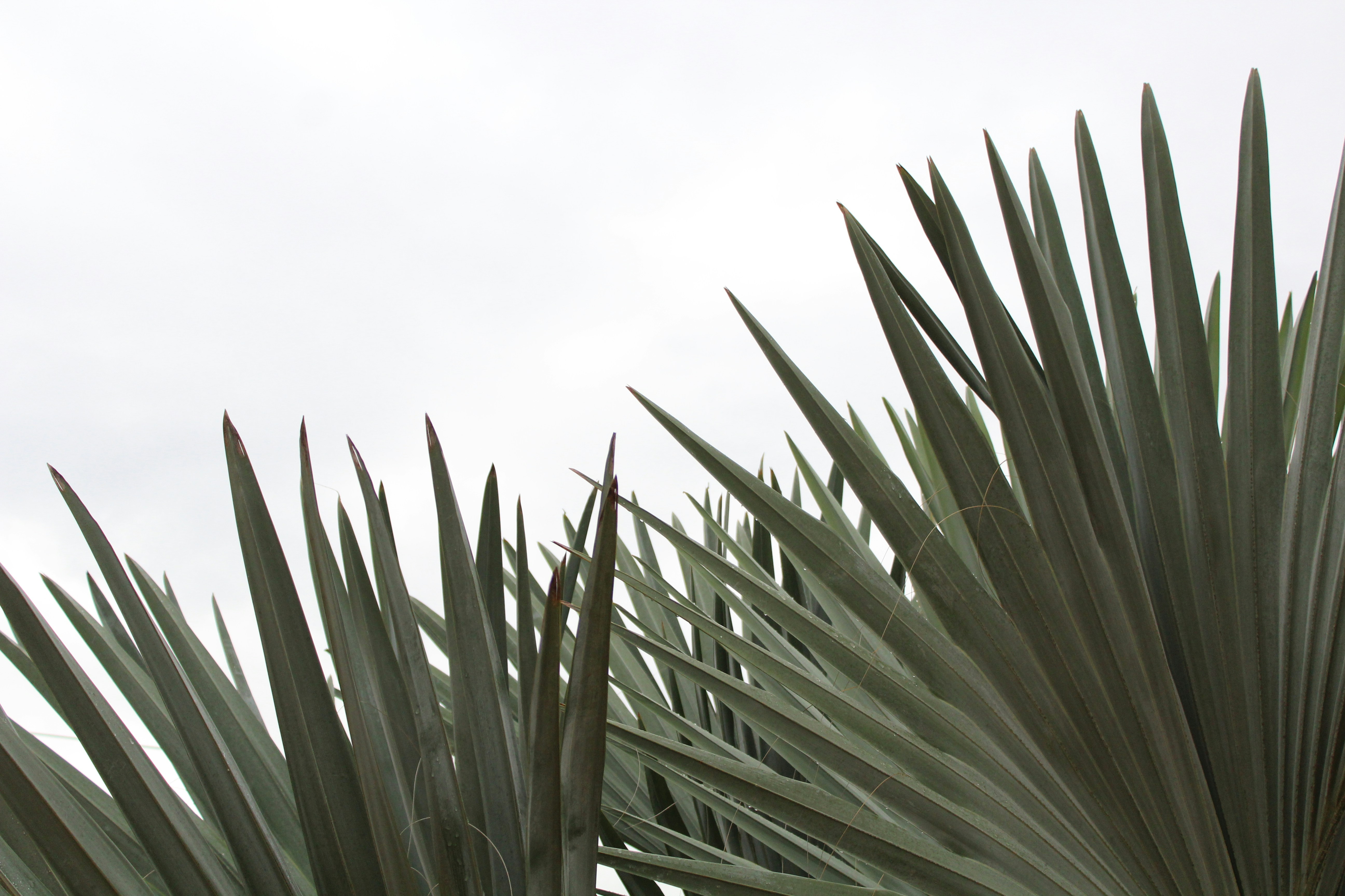 Spiky Palm Leaves Against Overcast Sky