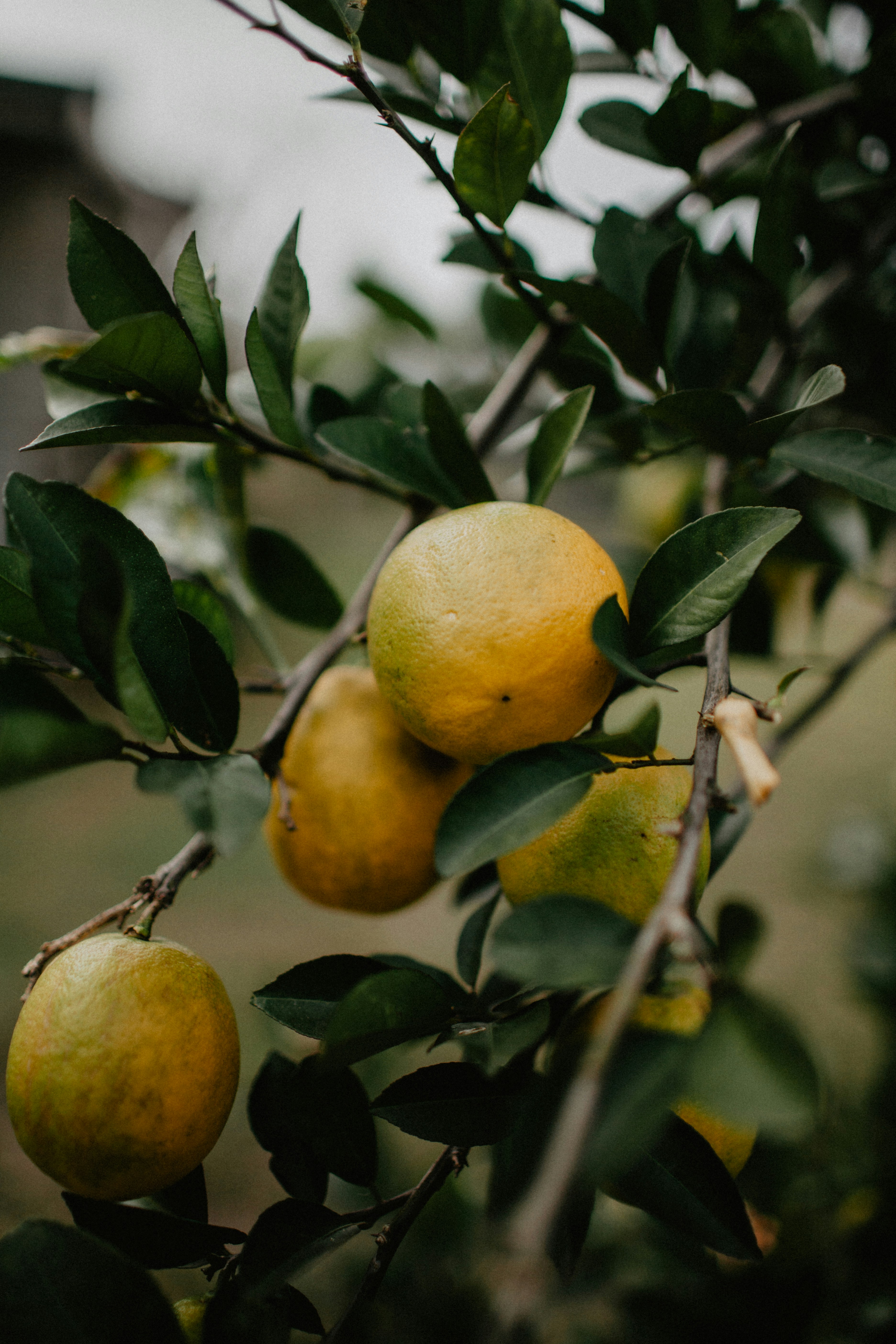 Oranges Growing on Citrus Tree — Fruit Encyclopedia
