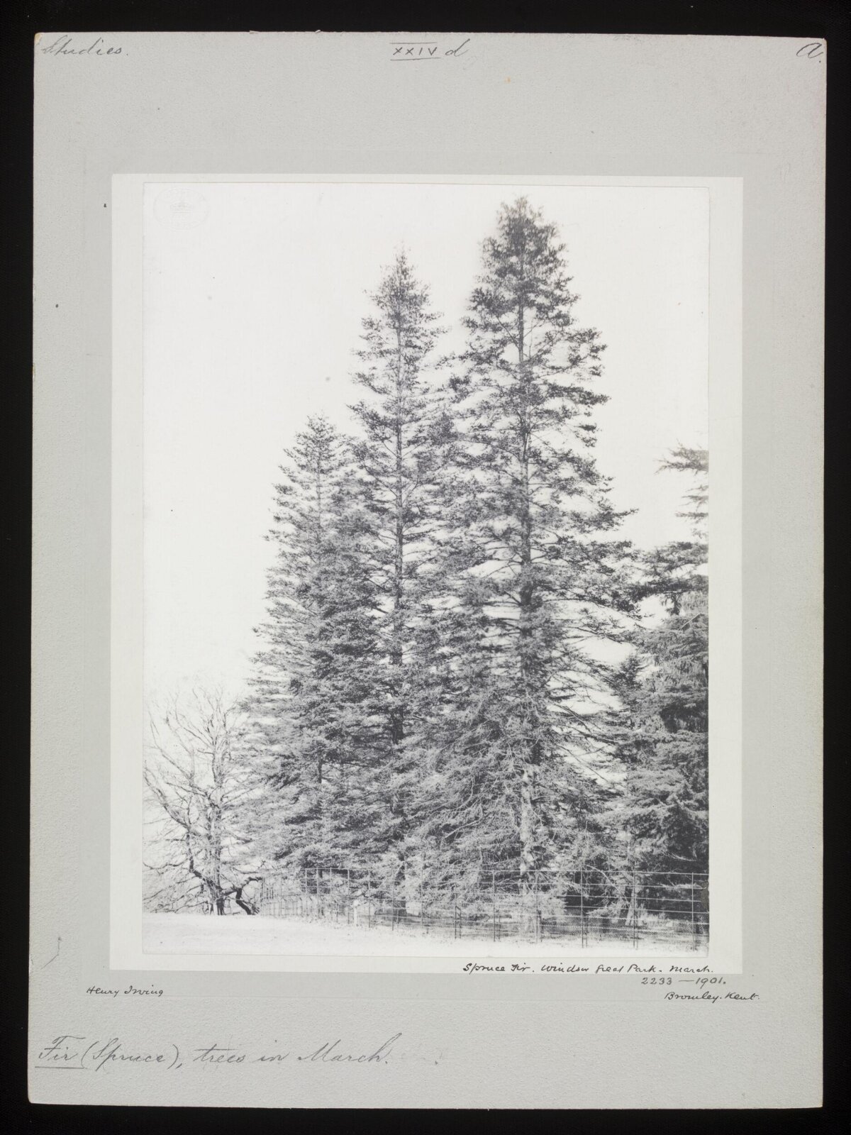 Spruce Fir Trees in March