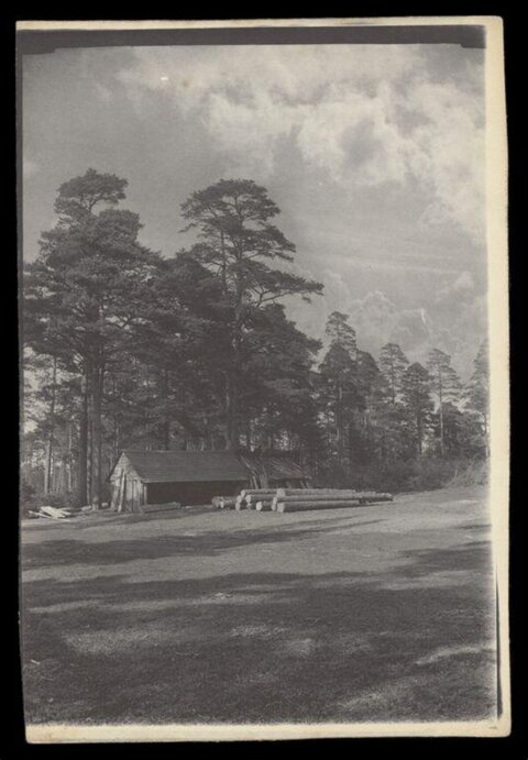 Vintage Pine Forest Lumber Shed