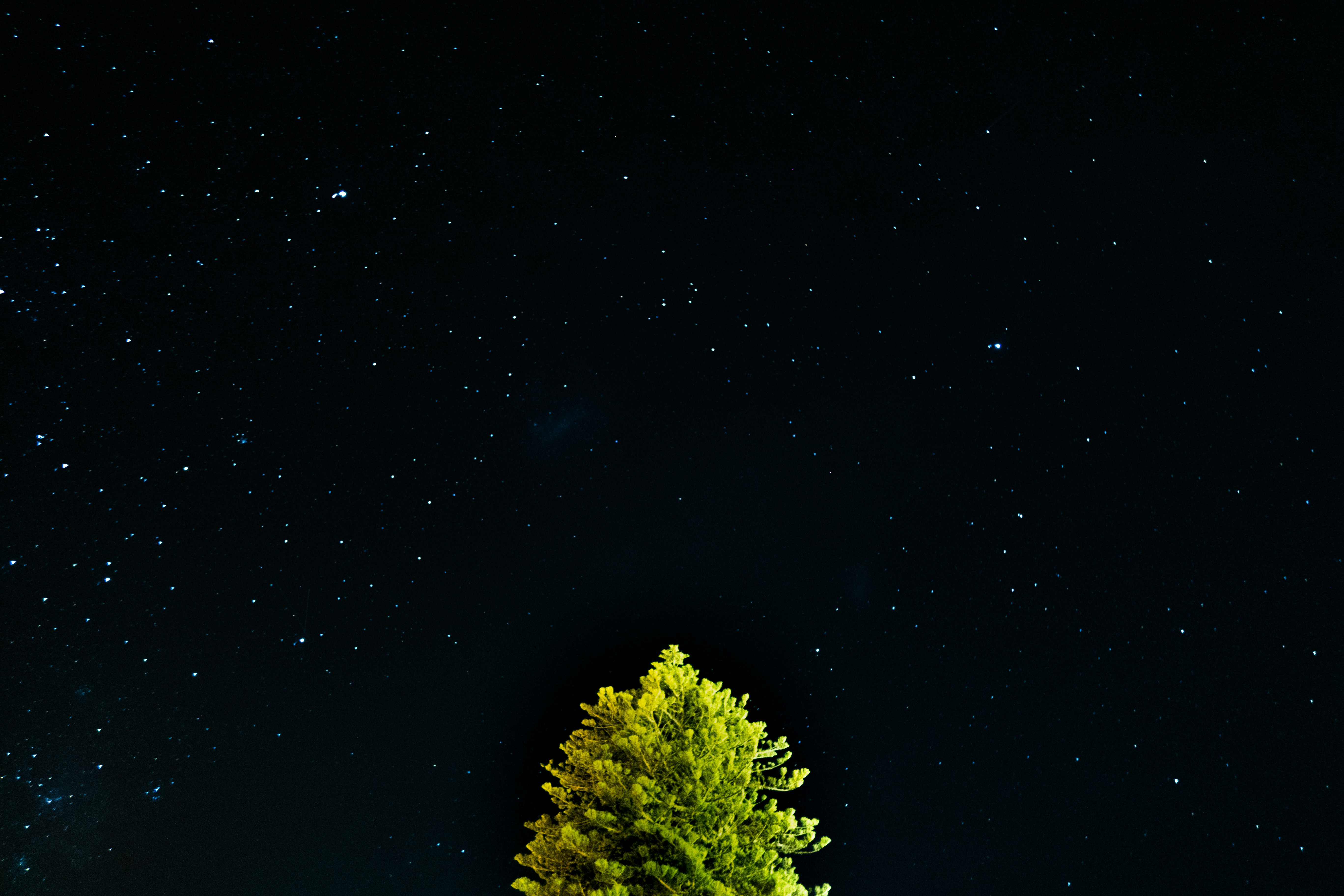 Starry Night Over Illuminated Pine