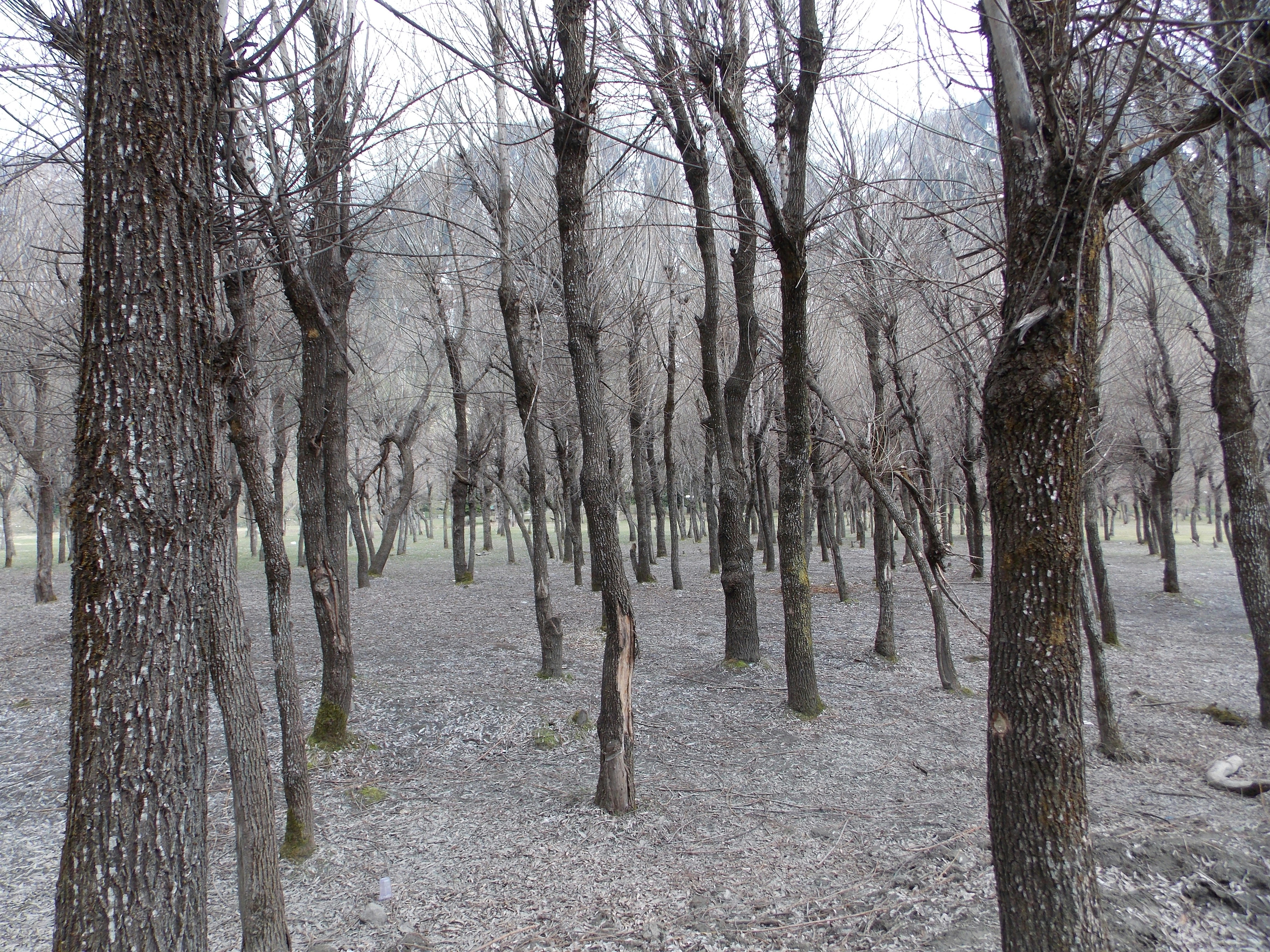 Bare Tree Grove in Winter