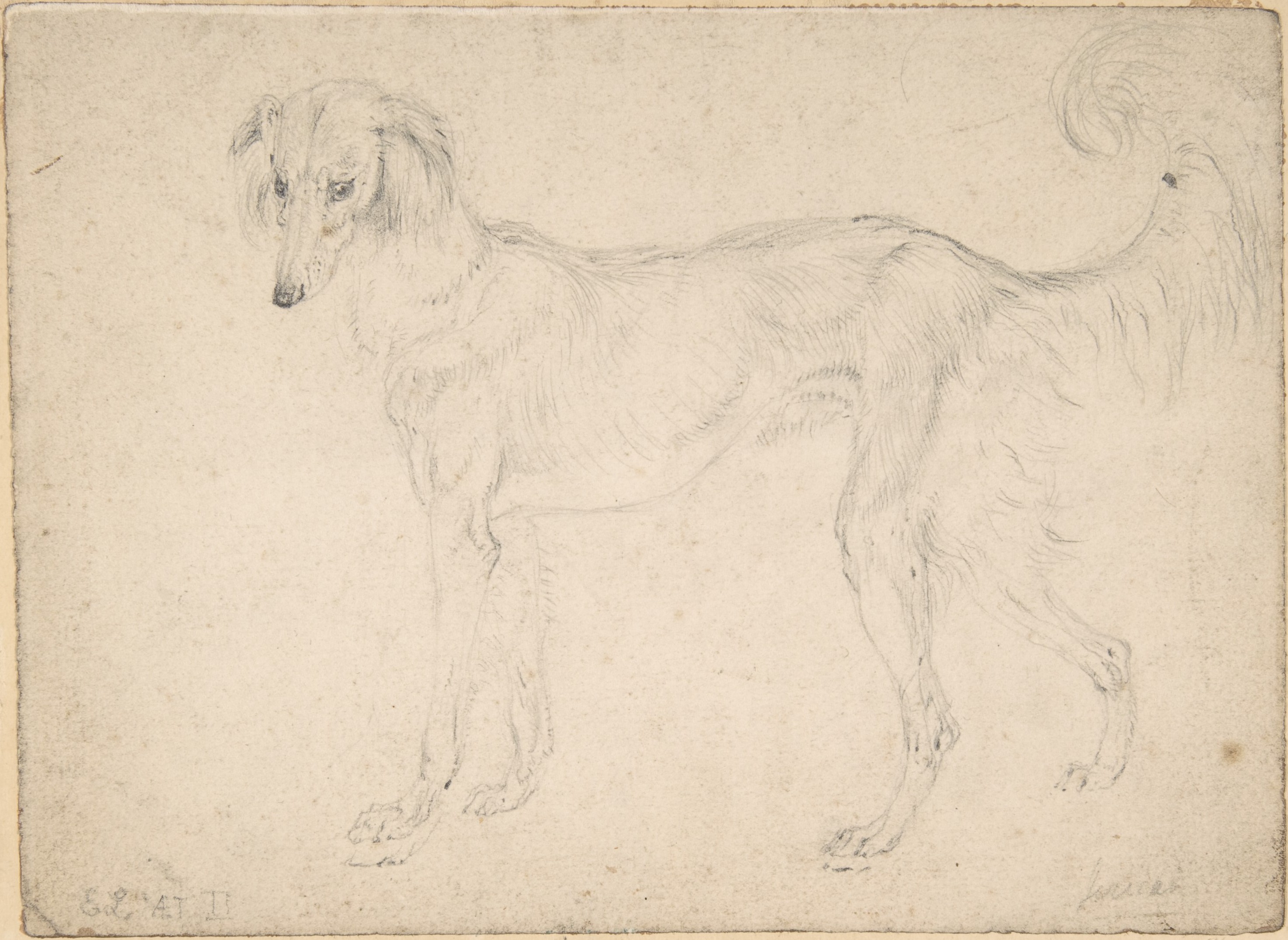 Pencil Sketch of a Long-haired Hound