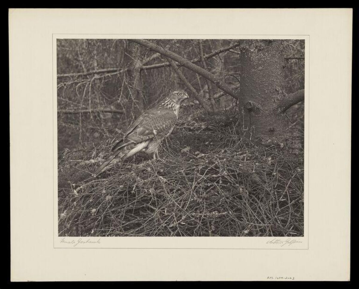 Female Goshawk on Nest