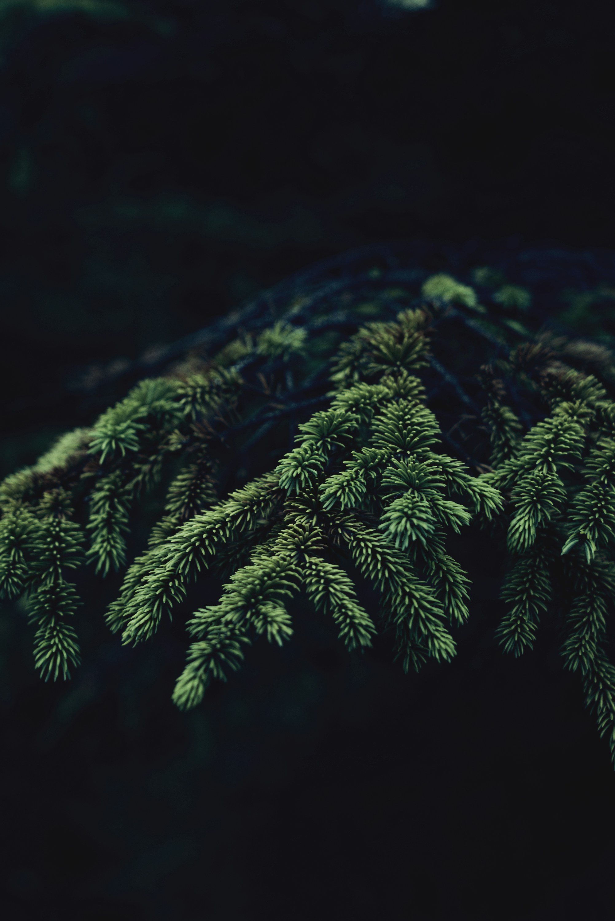 Close-up of Spruce Branches