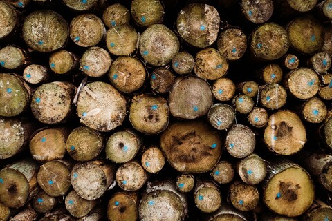 Stacked Marked Cut Logs