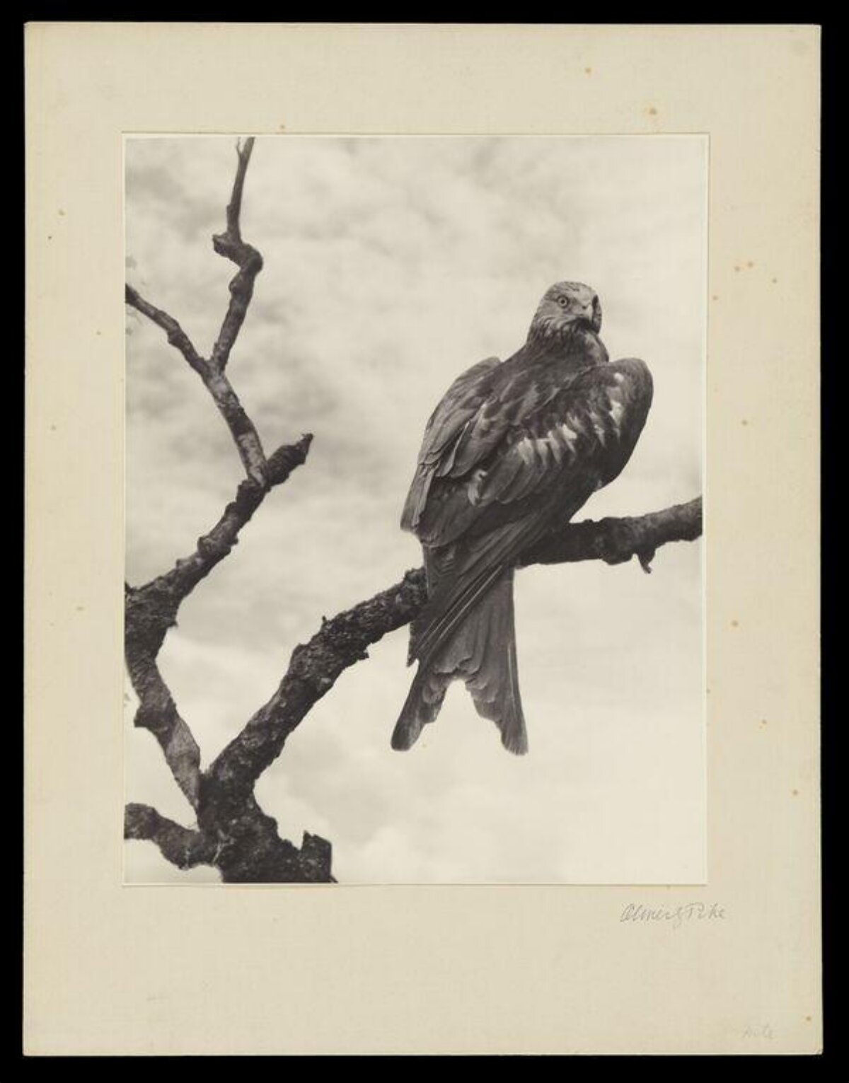 Kite Perched on Tree Branch