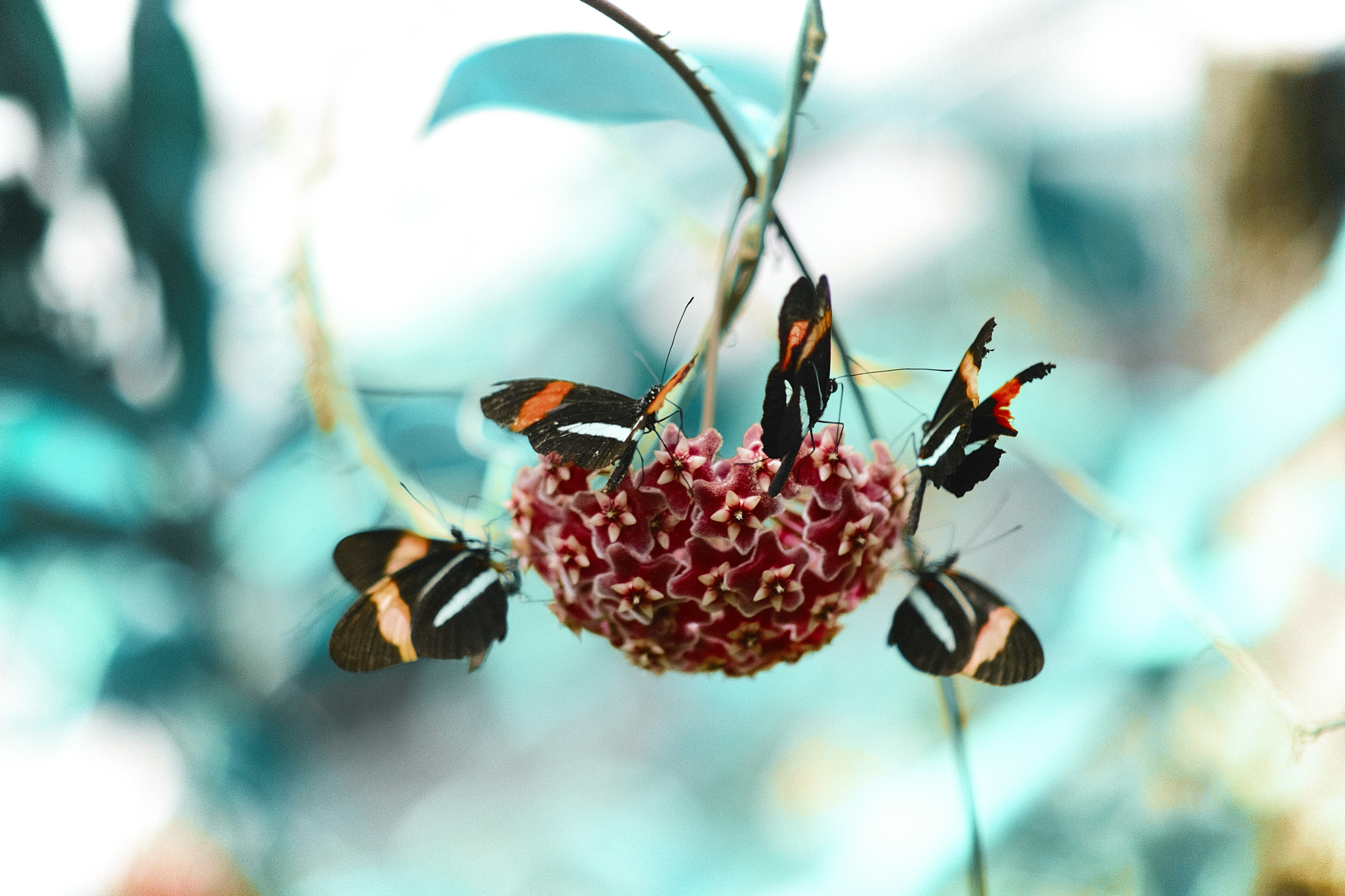 Five Butterflies on Pink Flower Cluster