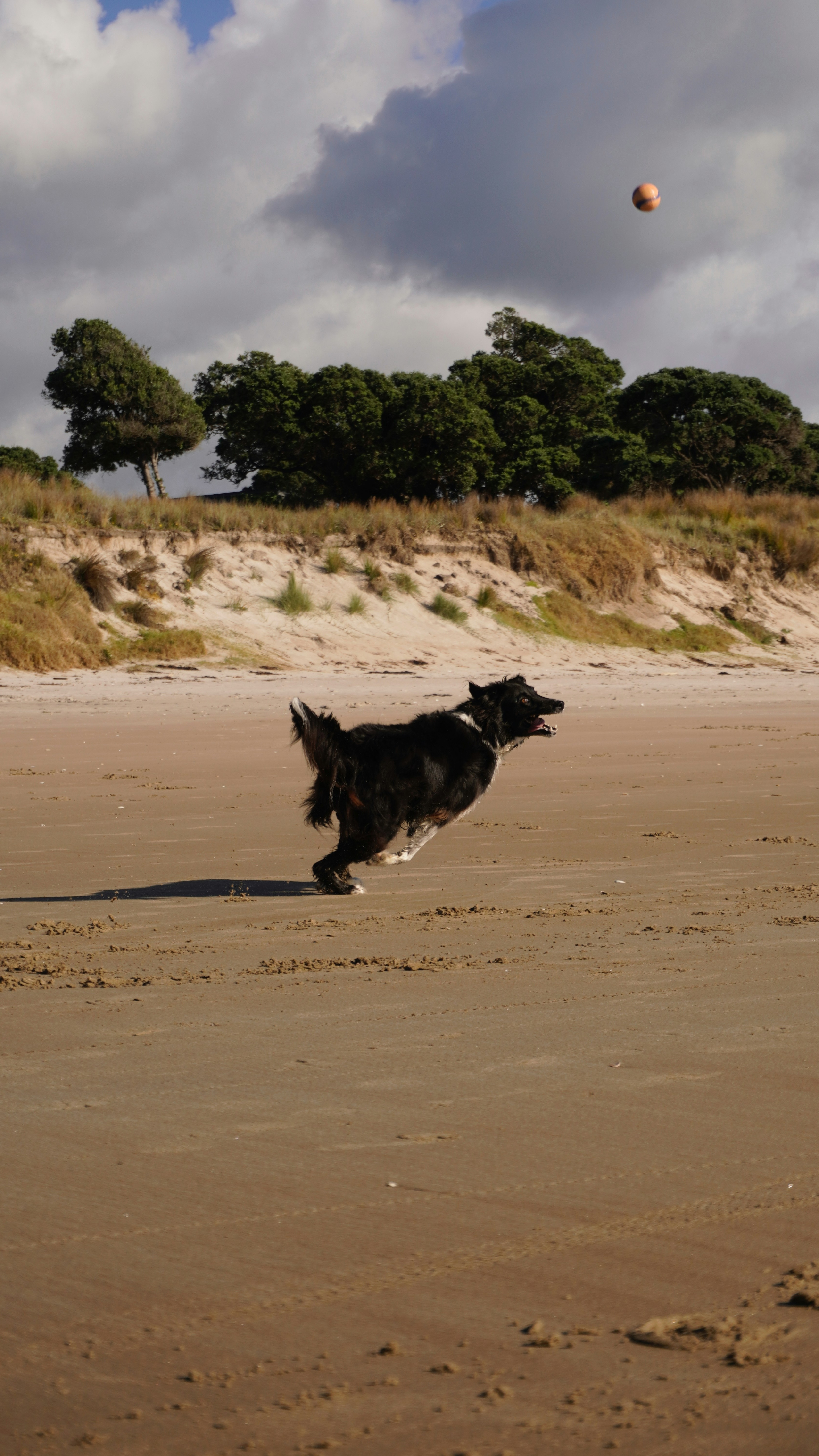 Dog Chasing Ball On Sandy Beach