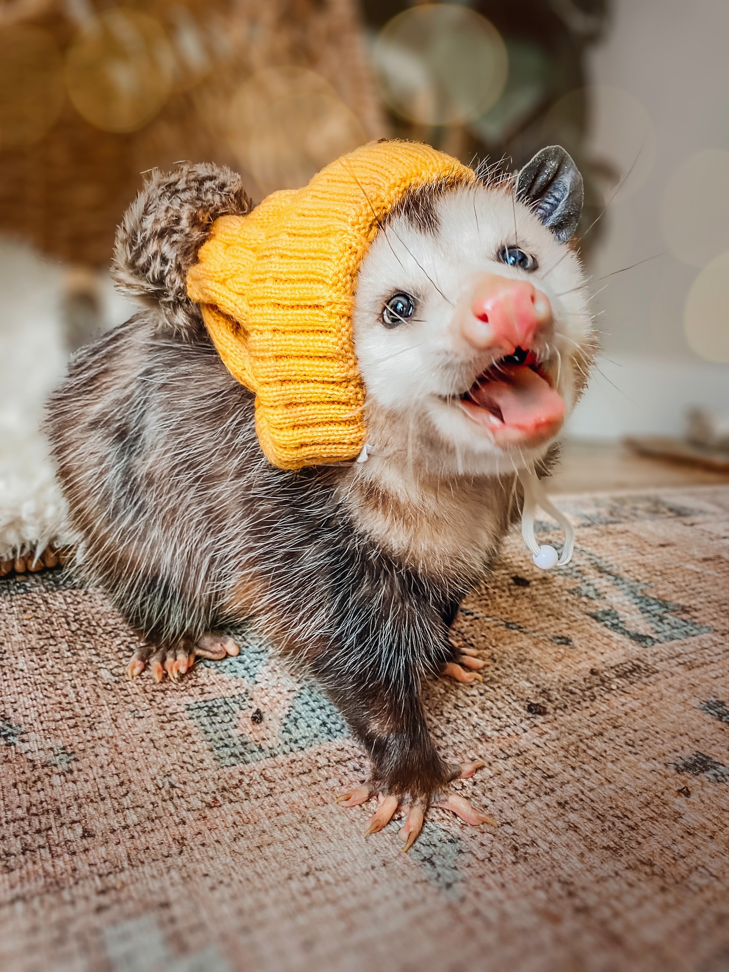 Opossum Wearing Yellow Knit Beanie