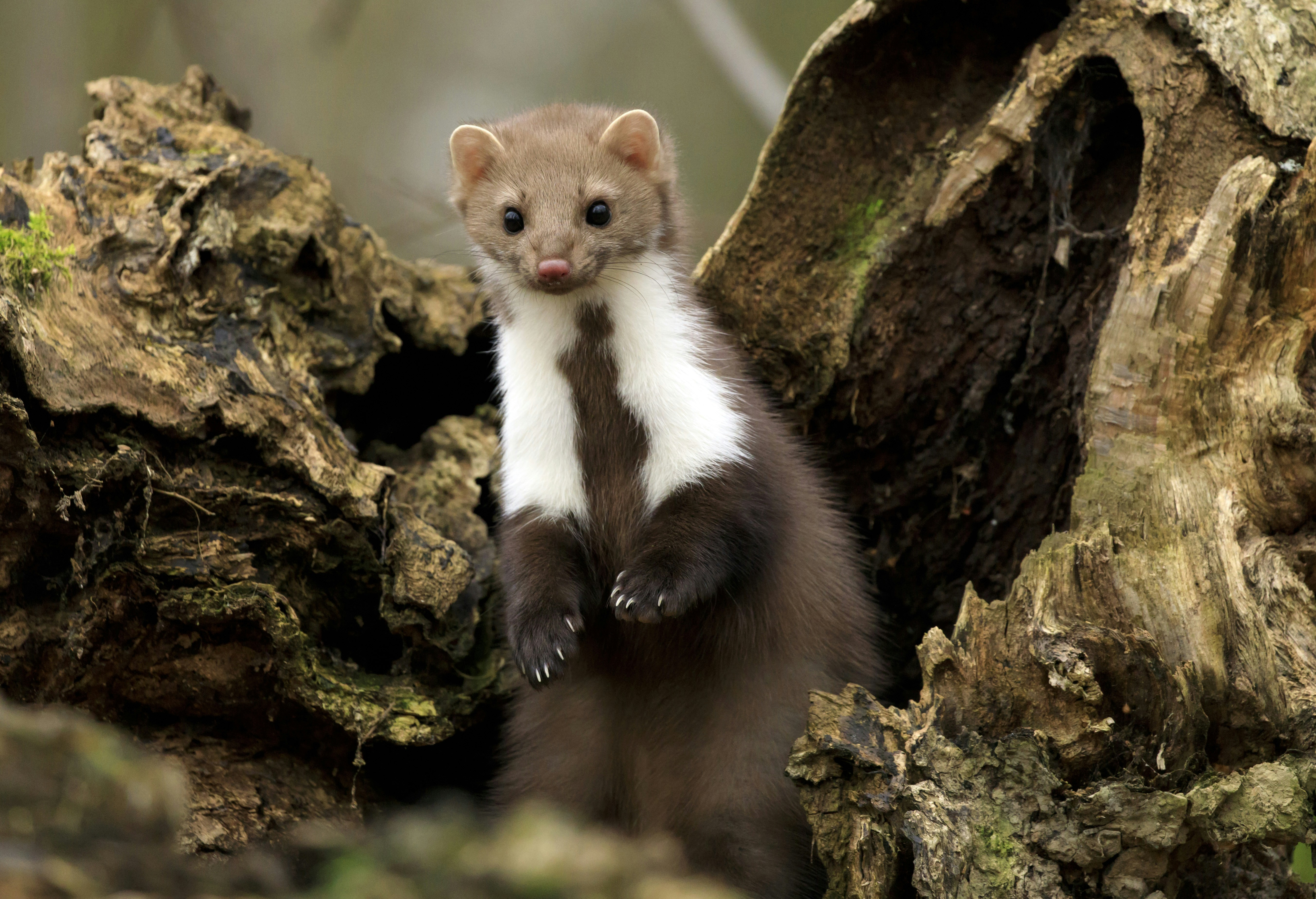 Beech Marten Peeking From Tree Hollow