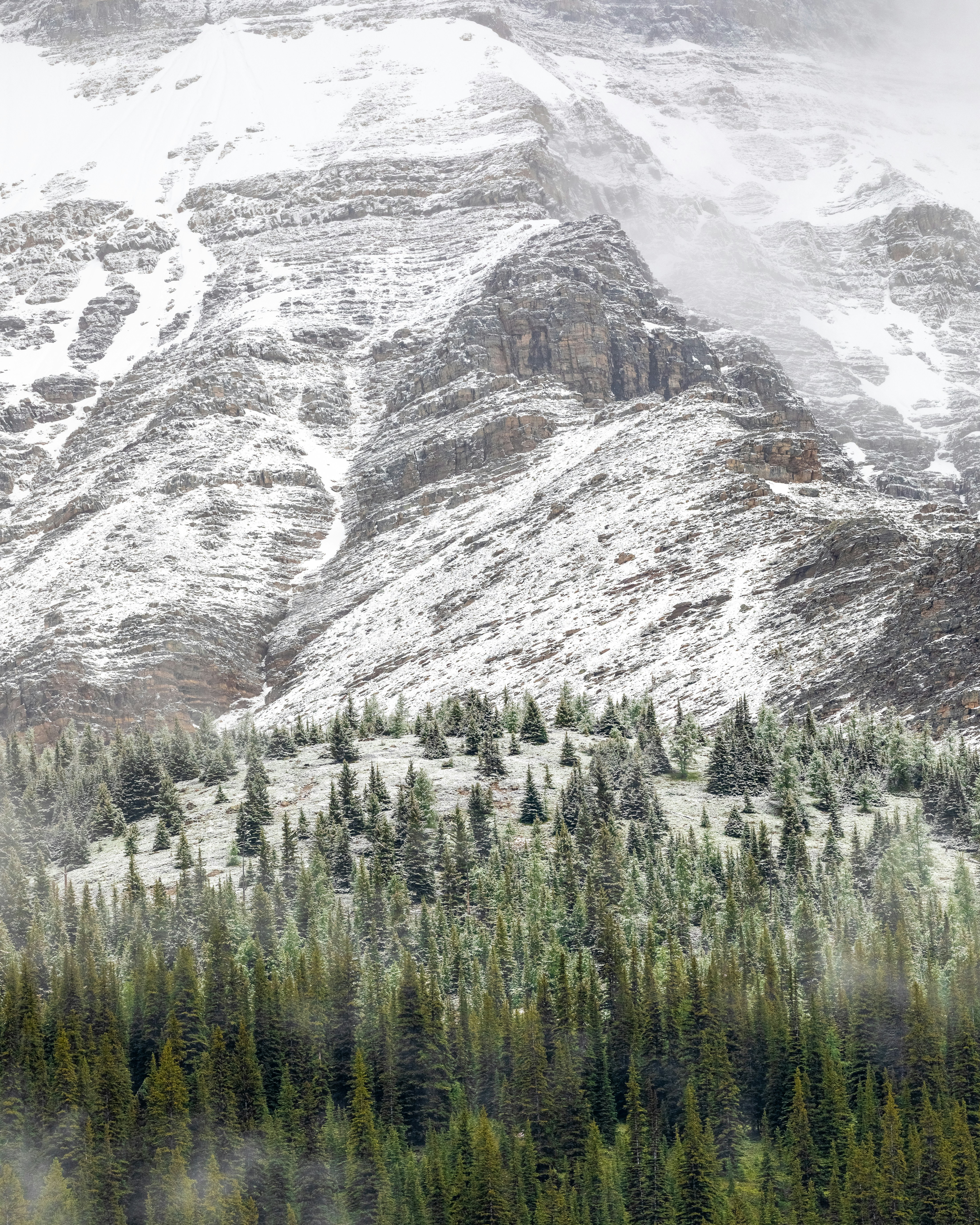 Snowy Mountain Pine Forest