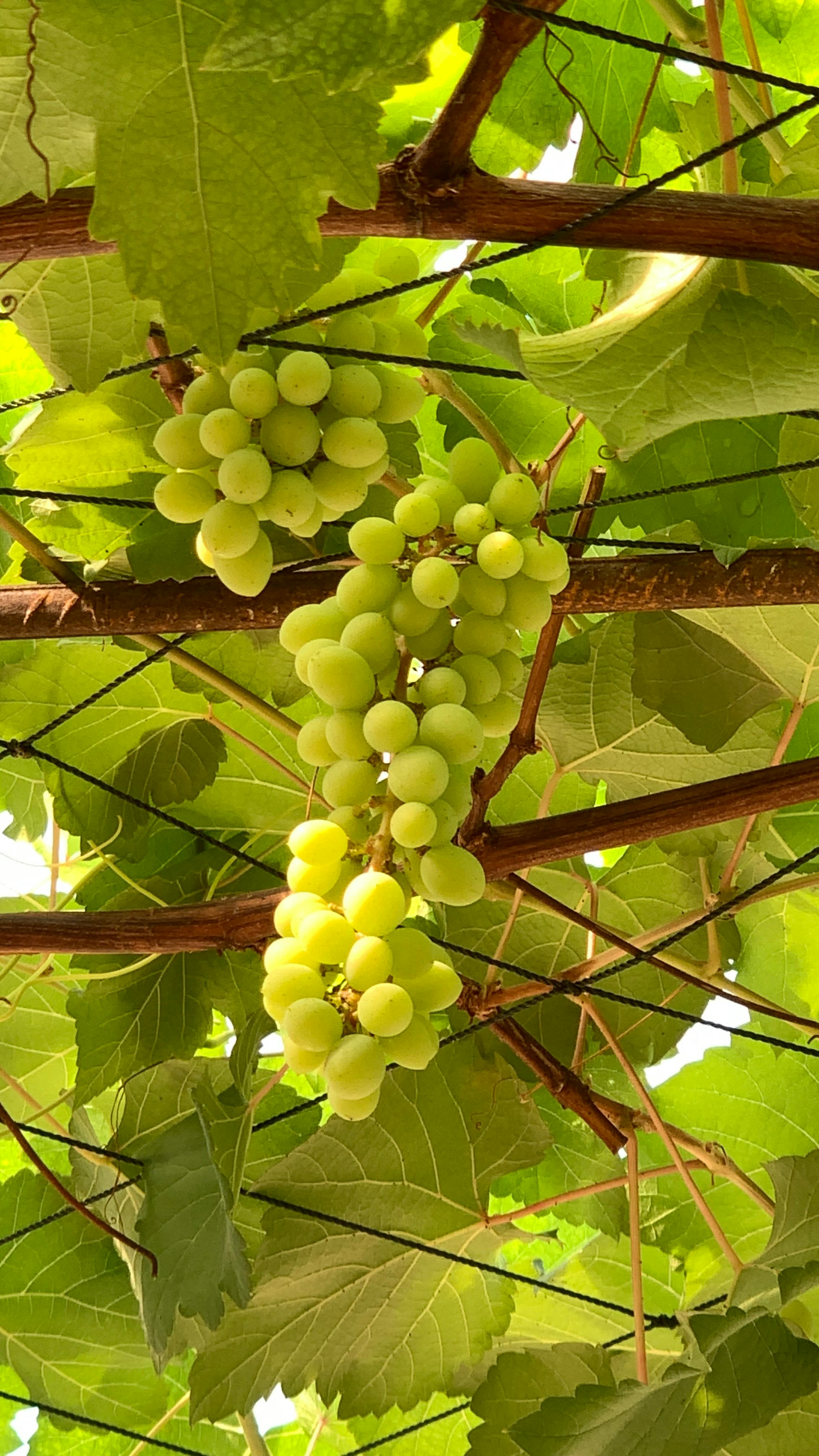 Green Grapes Growing on Vine
