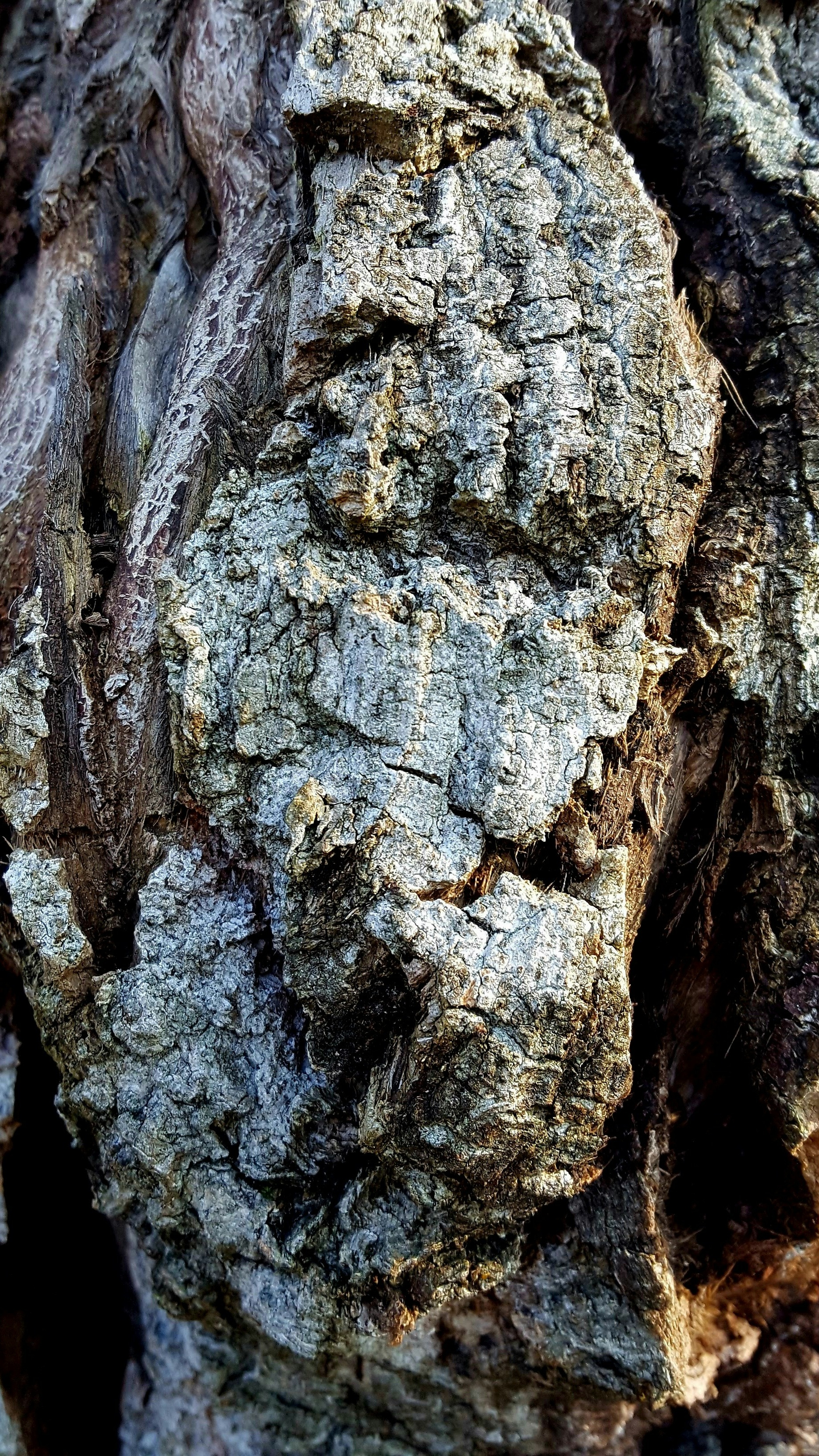 Textured Tree Bark Close Up
