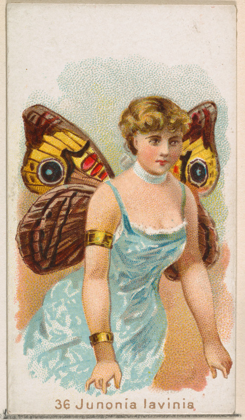 Butterfly Girl Junonia Lavinia Illustration