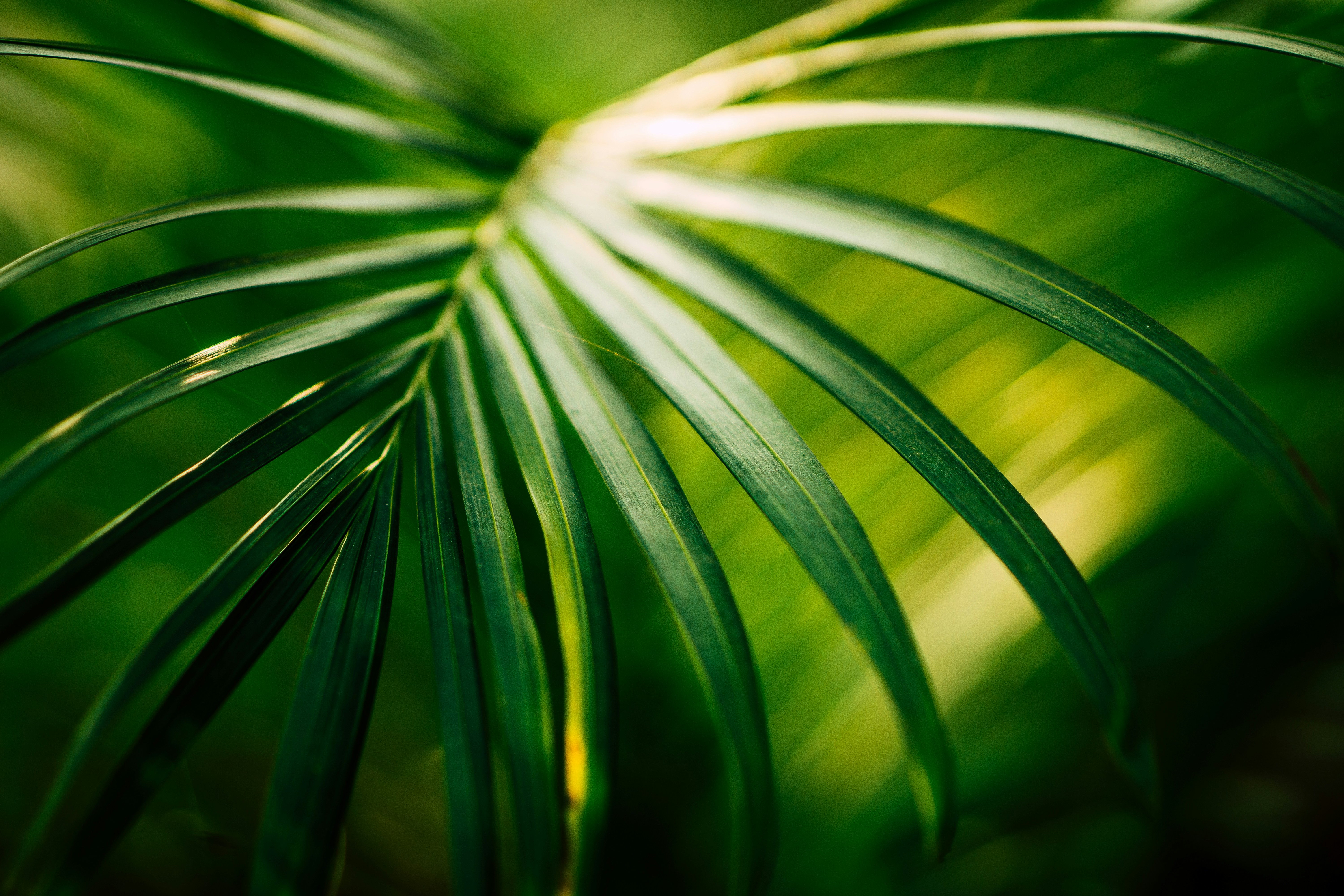 Close-up of Palm Leaf