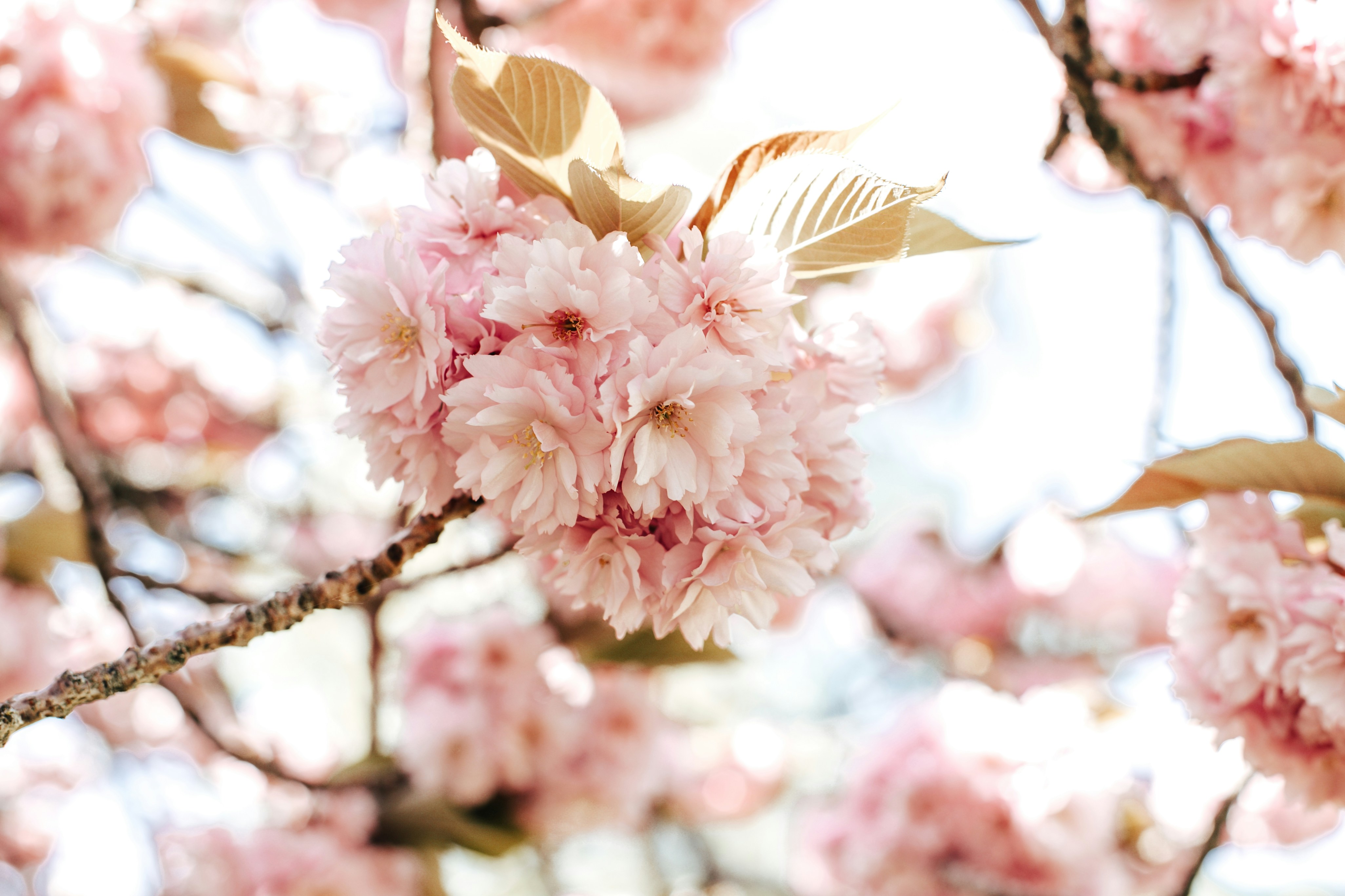 Close-up of Pink Cherry Blossoms