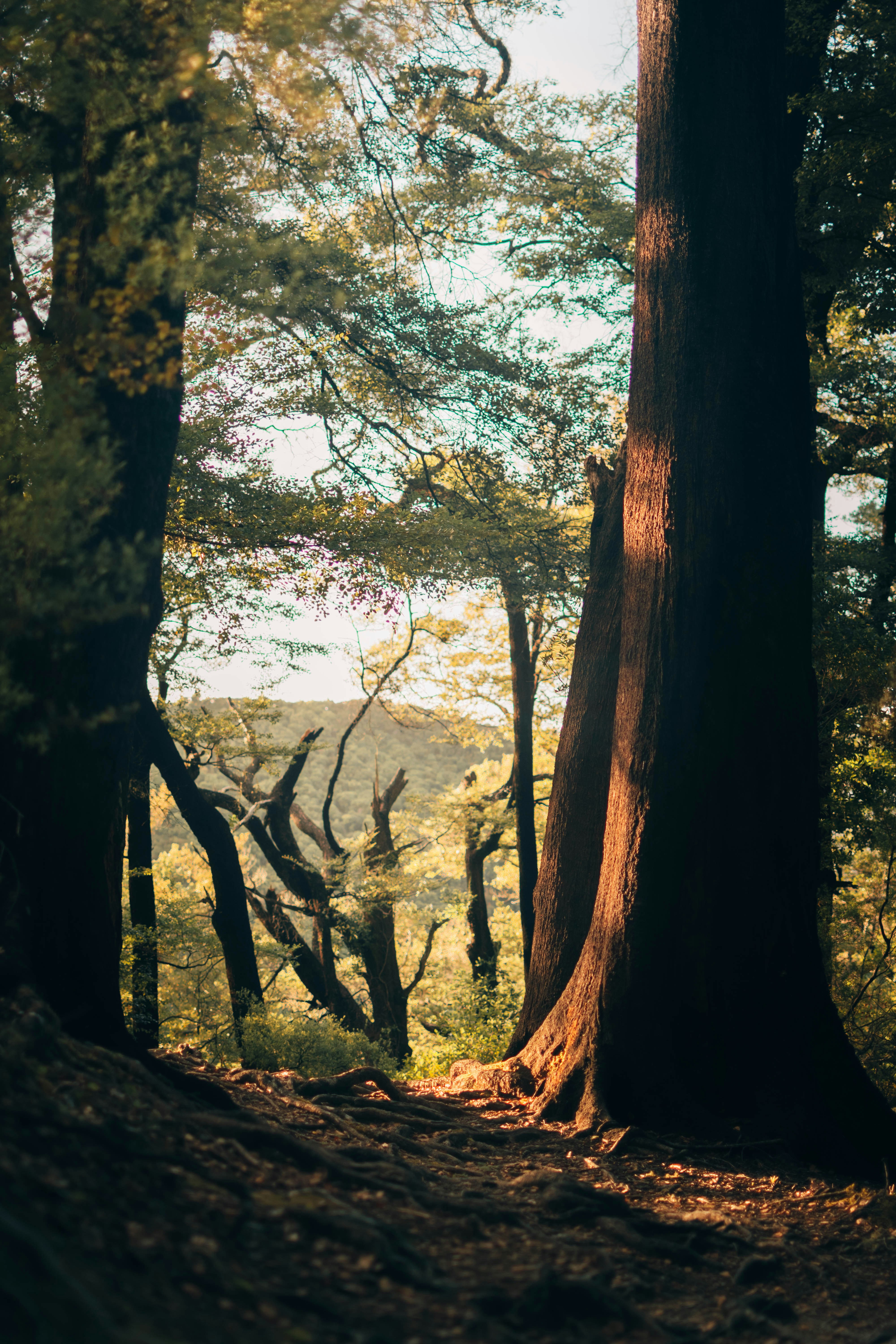 Sunlit Old Growth Forest Path
