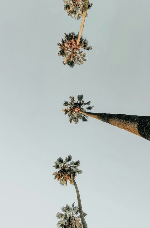 Low Angle View of Palm Trees