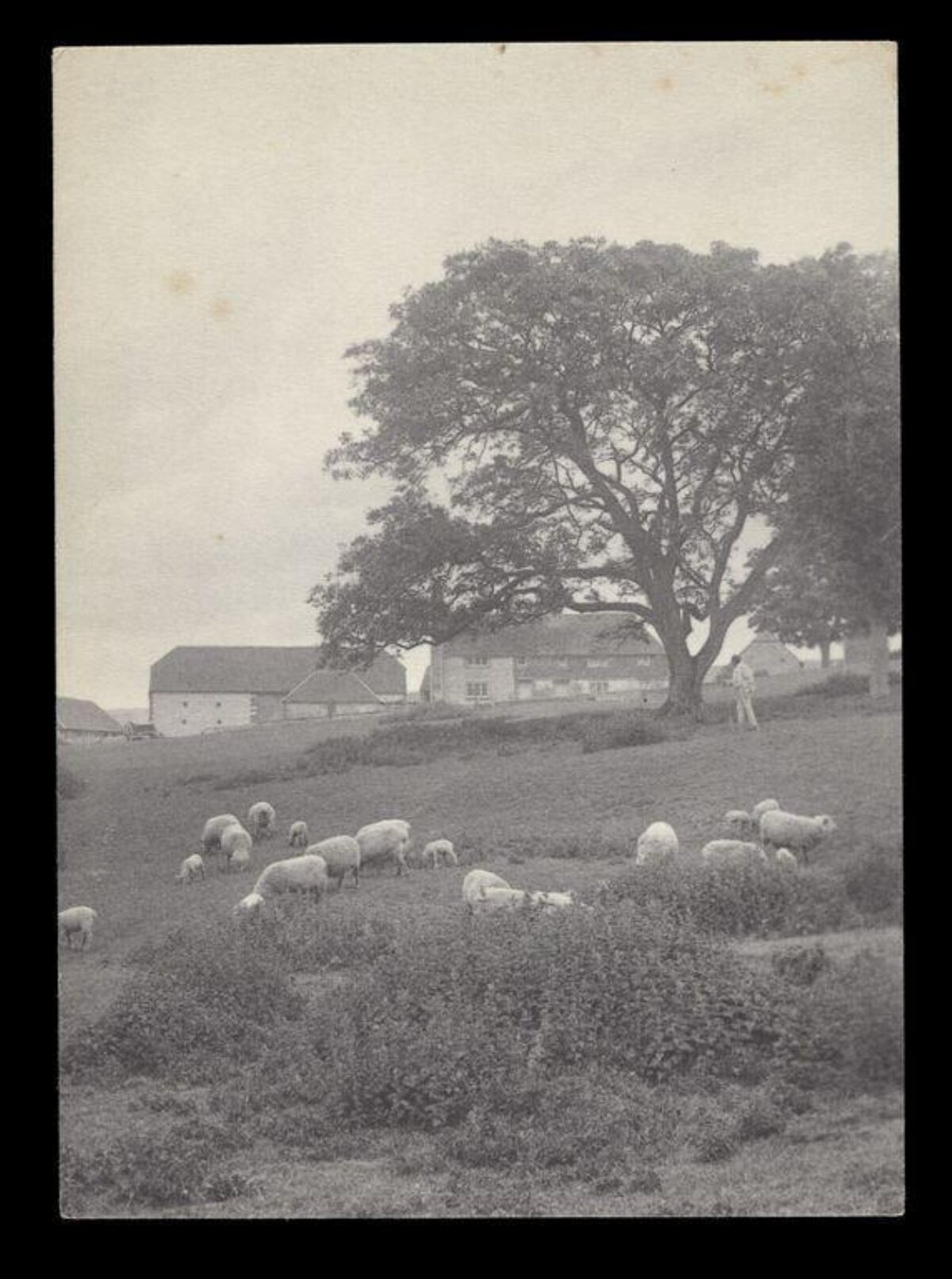Sheep Grazing on Rural Pasture