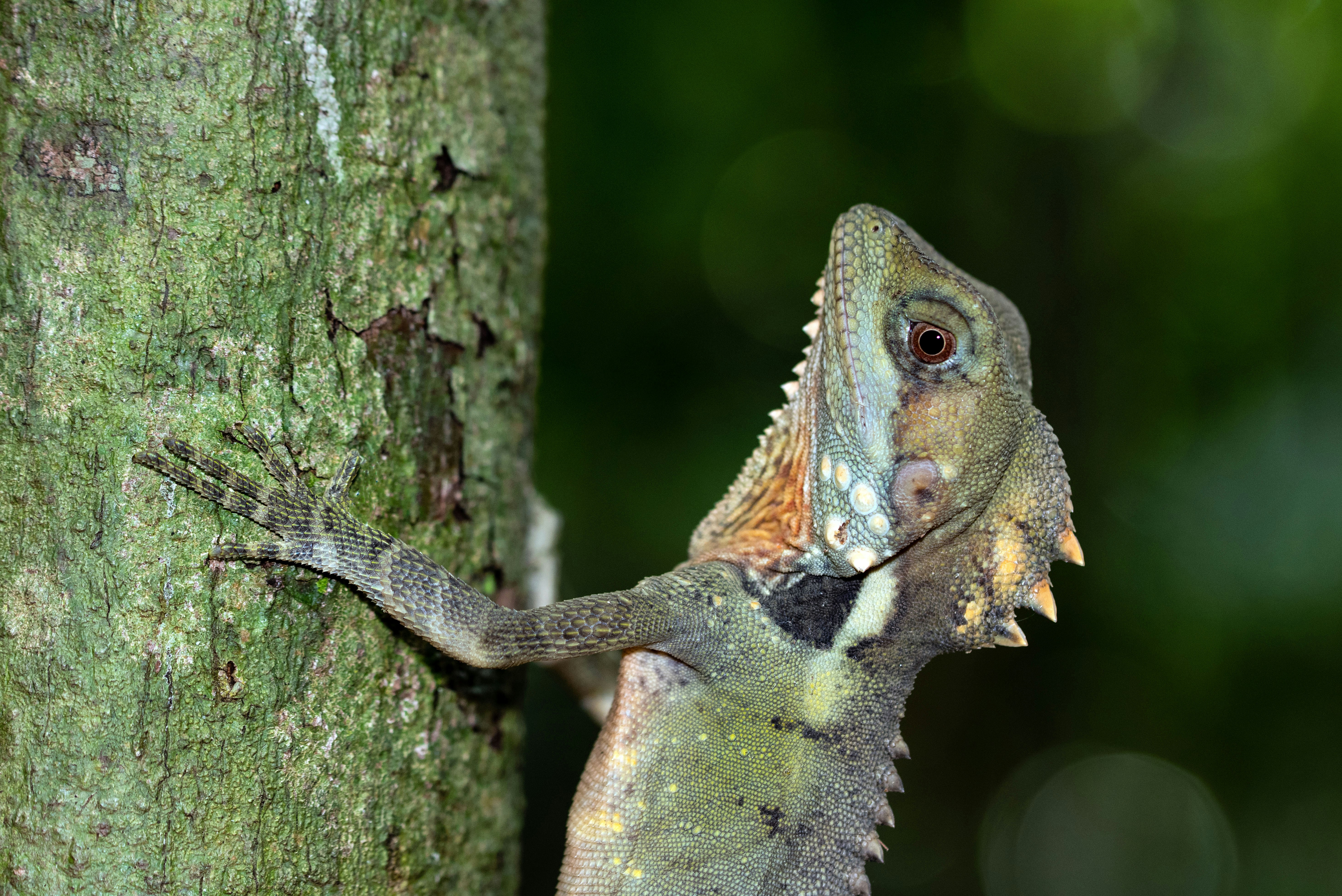 Spiny Lizard On Tree Trunk