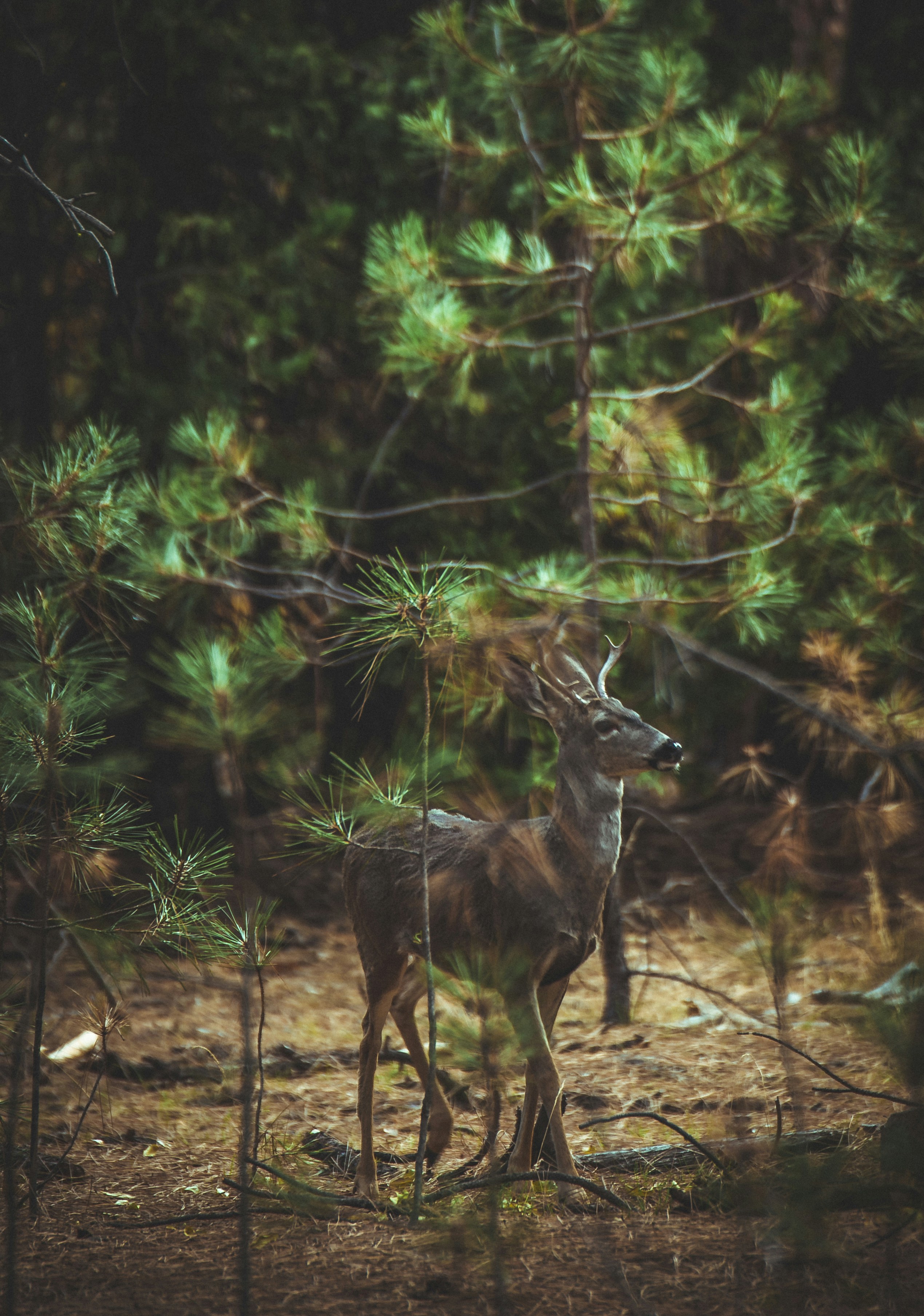 Young Buck Deer in Pine Forest