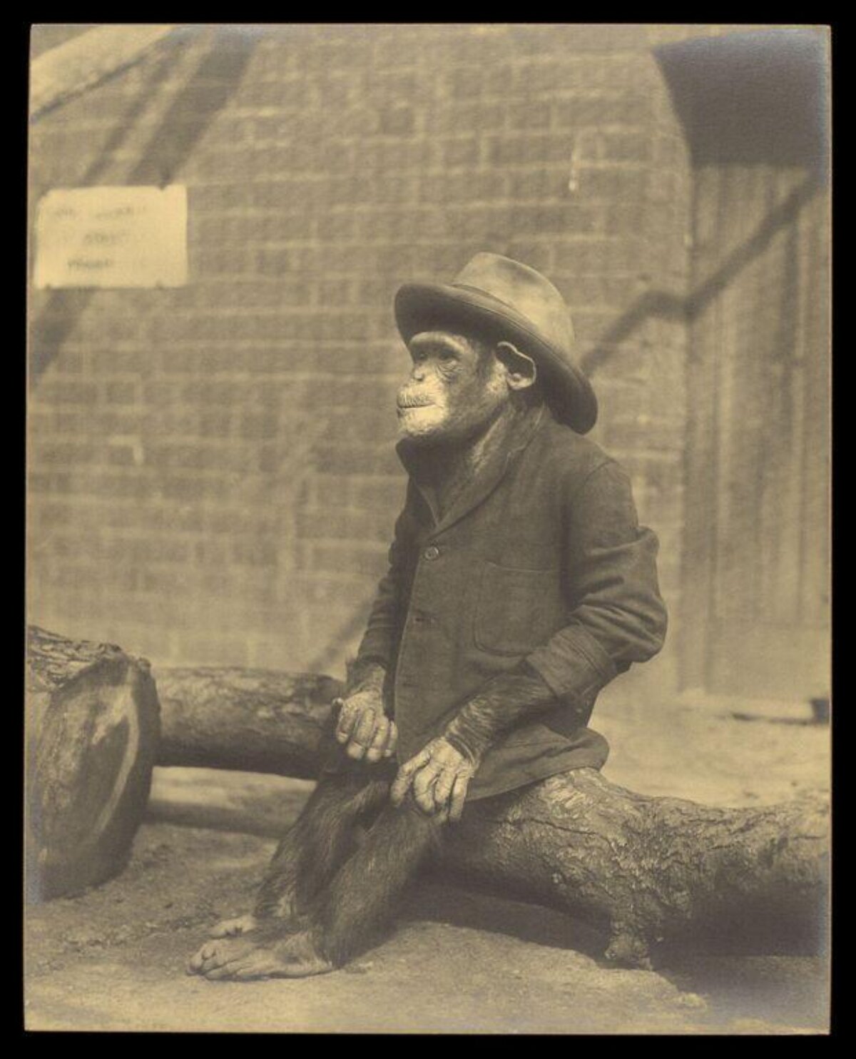 Chimpanzee Wearing Human Clothing