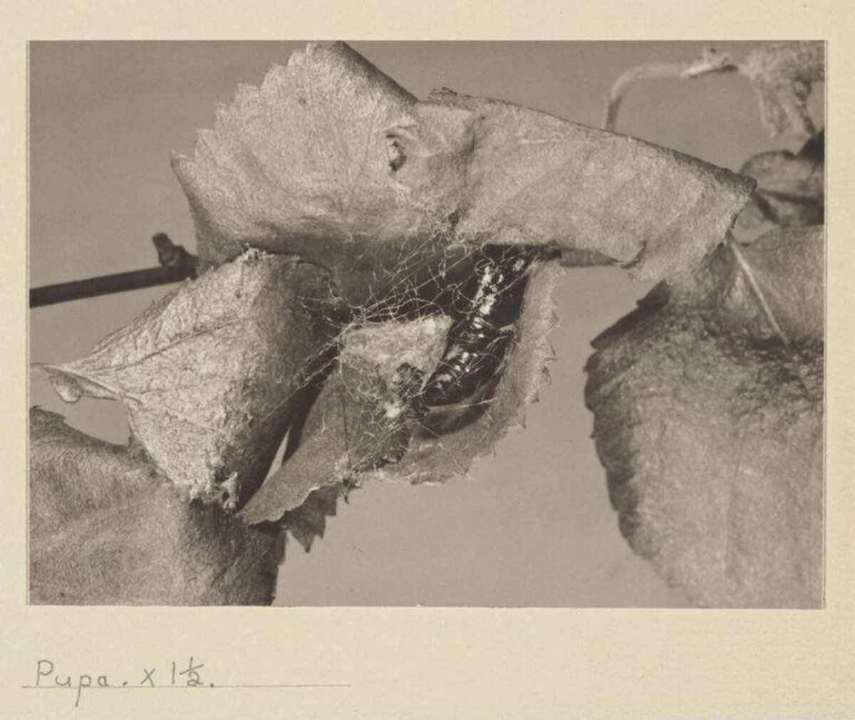 Insect Pupa on Dried Leaves