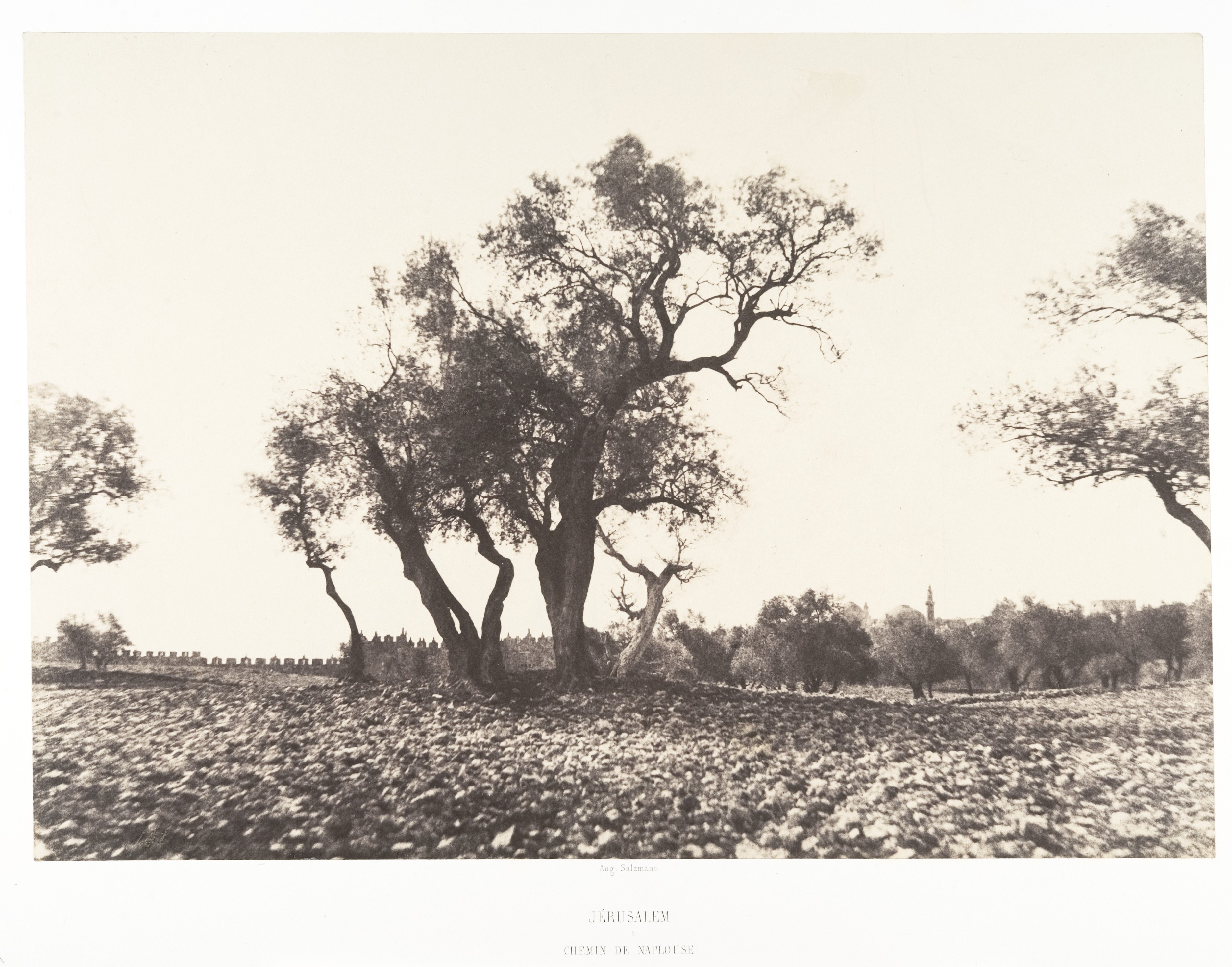 Vintage Jerusalem Olive Grove View