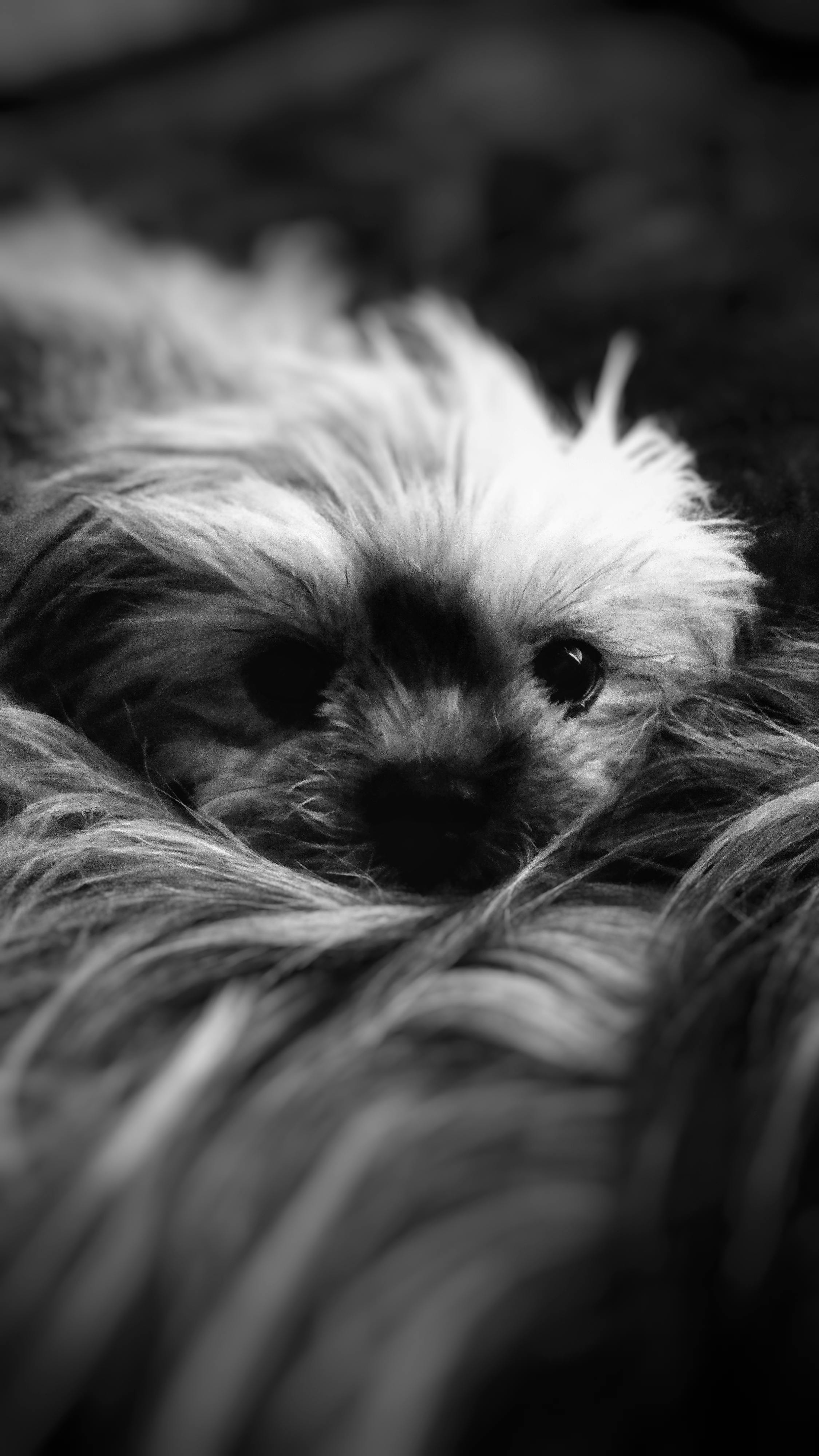 Close-up of Resting Fluffy Dog