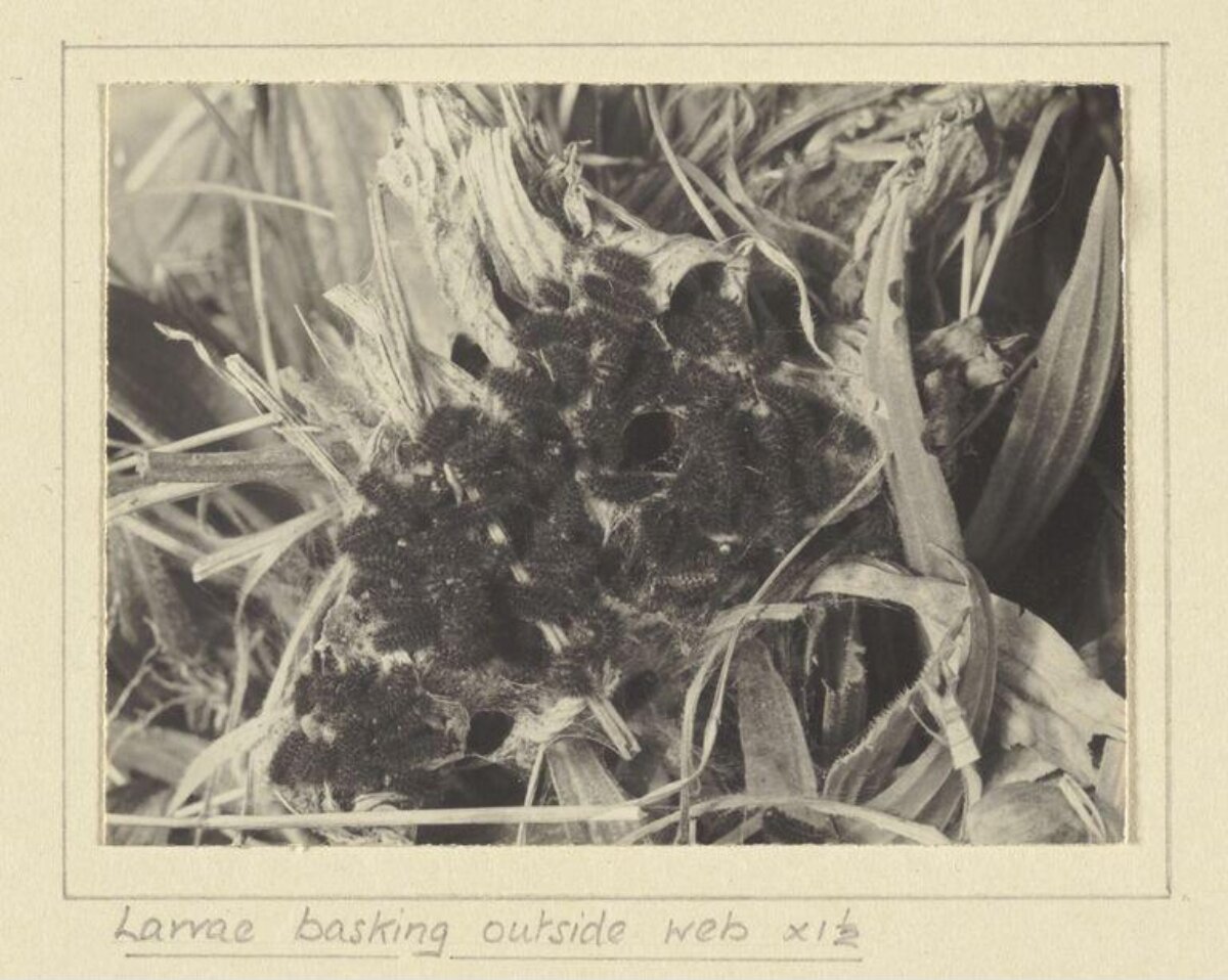 Larvae Basking Outside Web