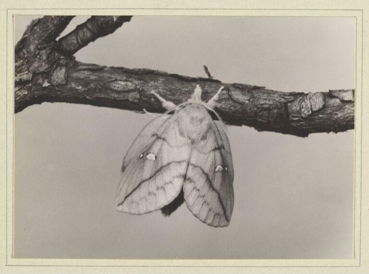 Moth Perched on Tree Branch