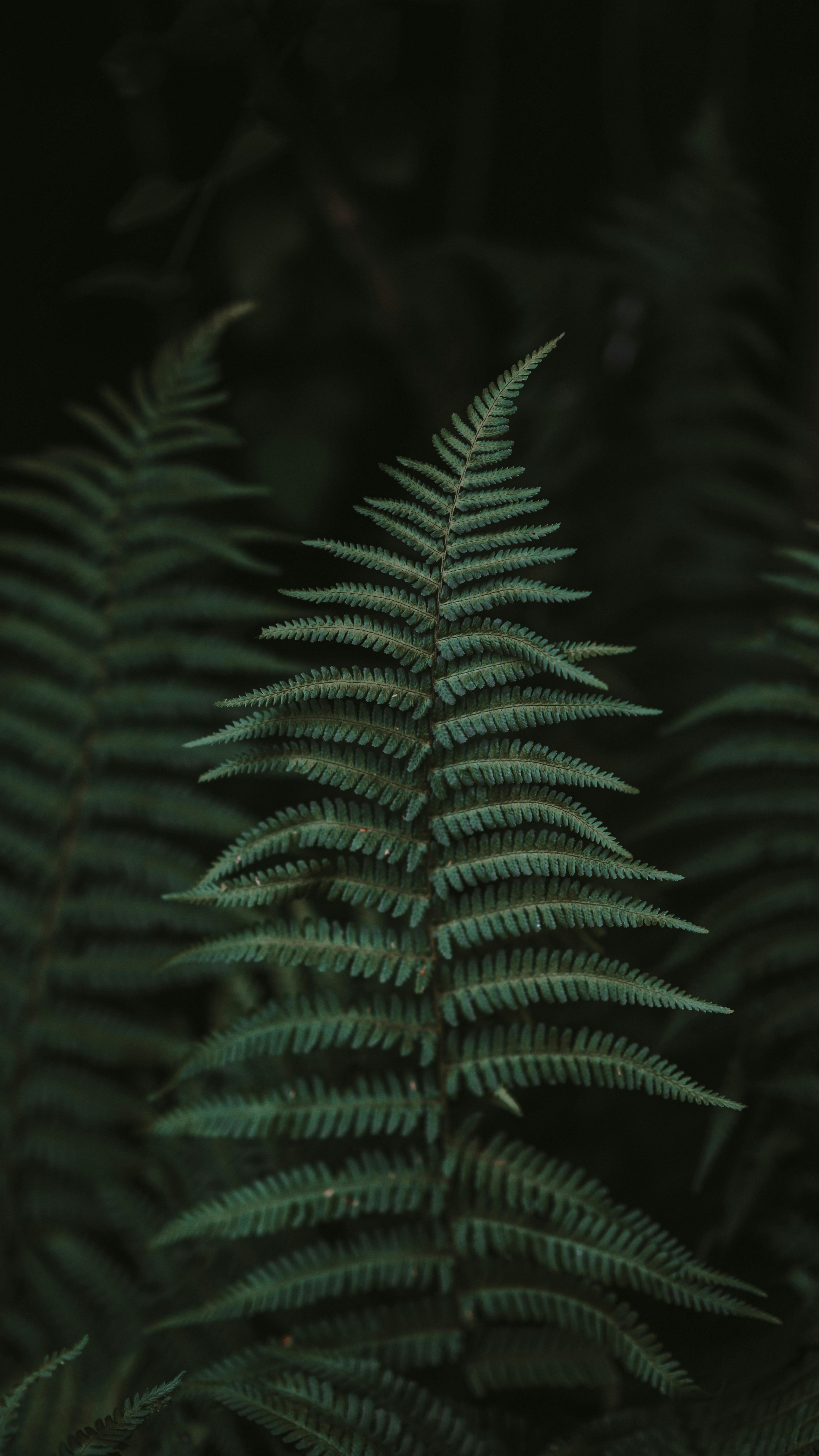 Wallpapers