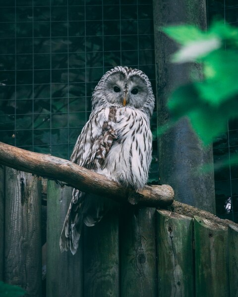 Owl Perched on Branch in Enclosure